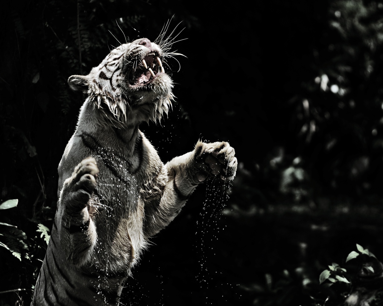 Большой тигр в воде черно белое фото