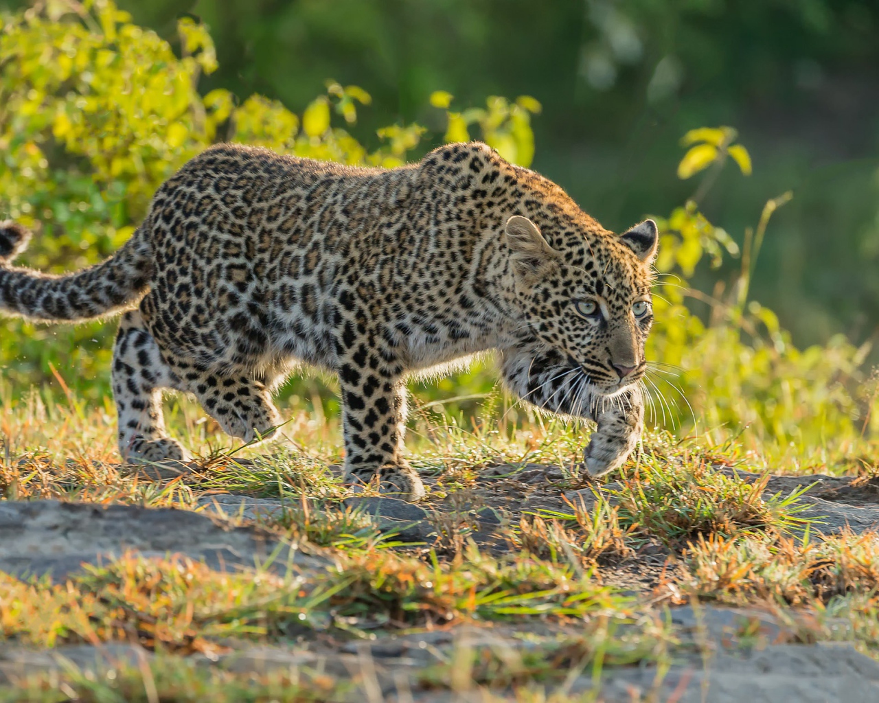 Леопард крадется по траве