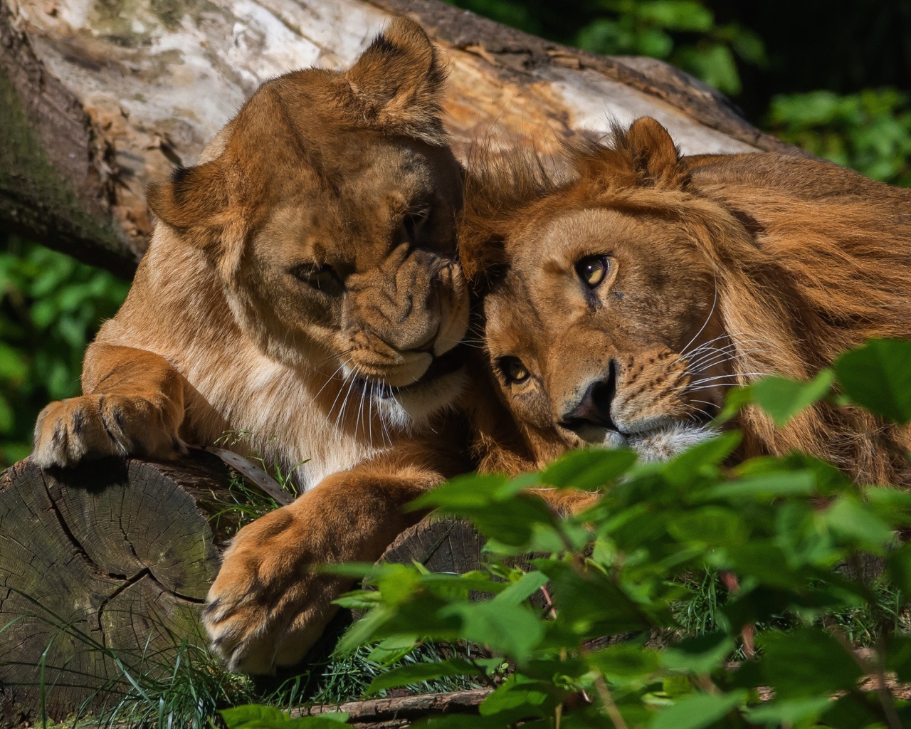 Лев и львица лежат на дереве 