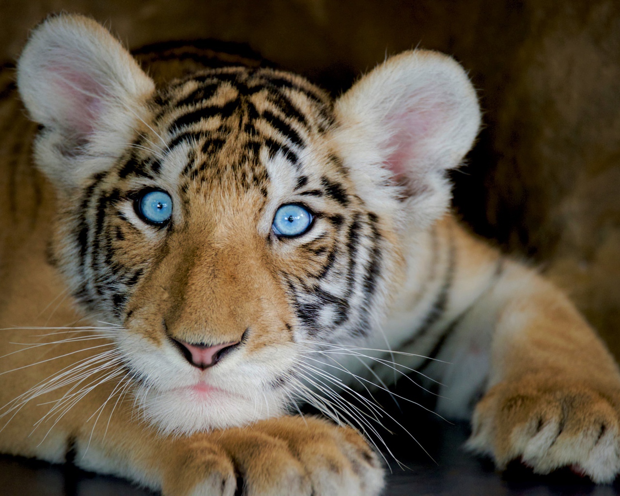 Маленький красивый голубоглазый тигренок