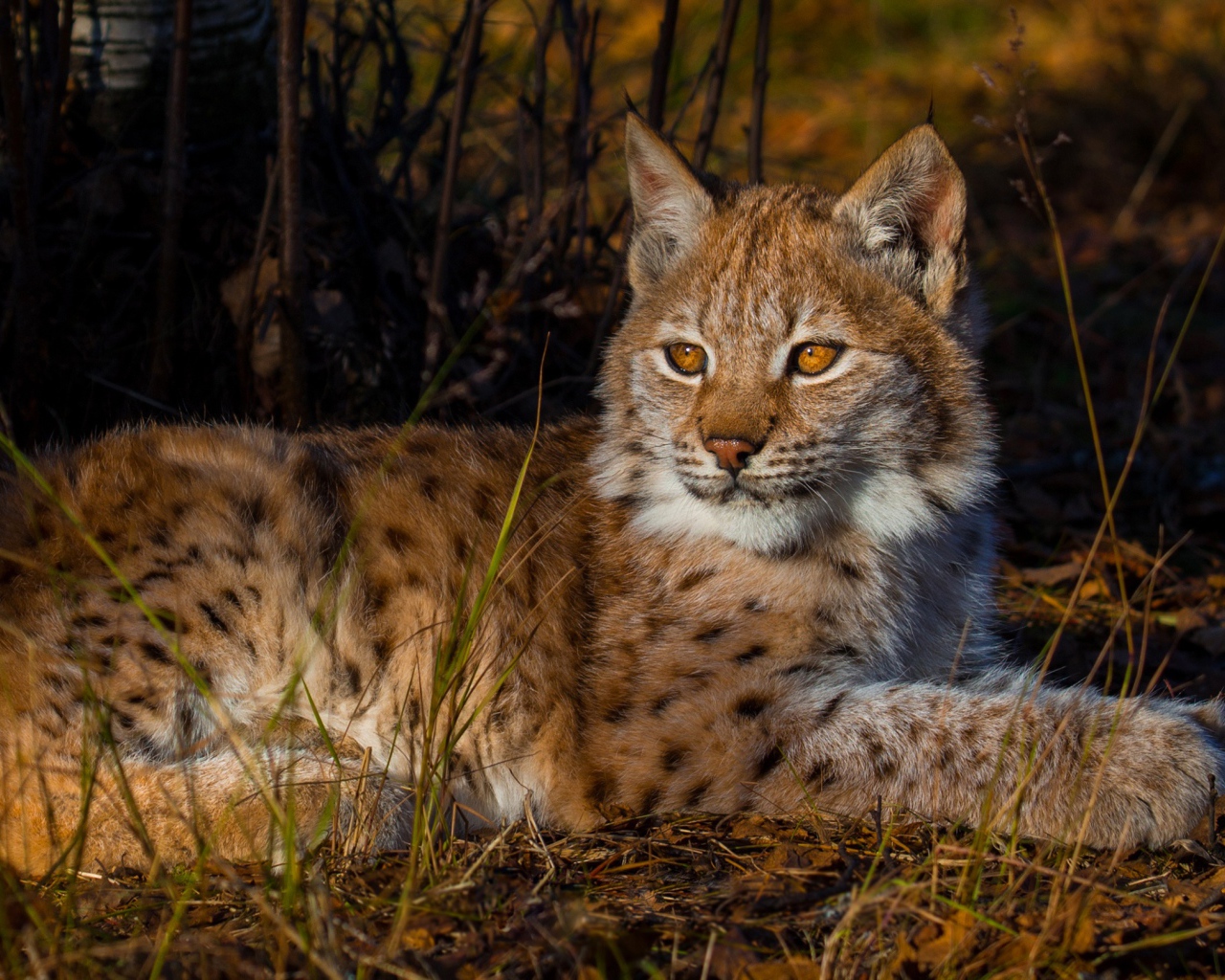 Маленькая кареглазая рысь лежит на земле 