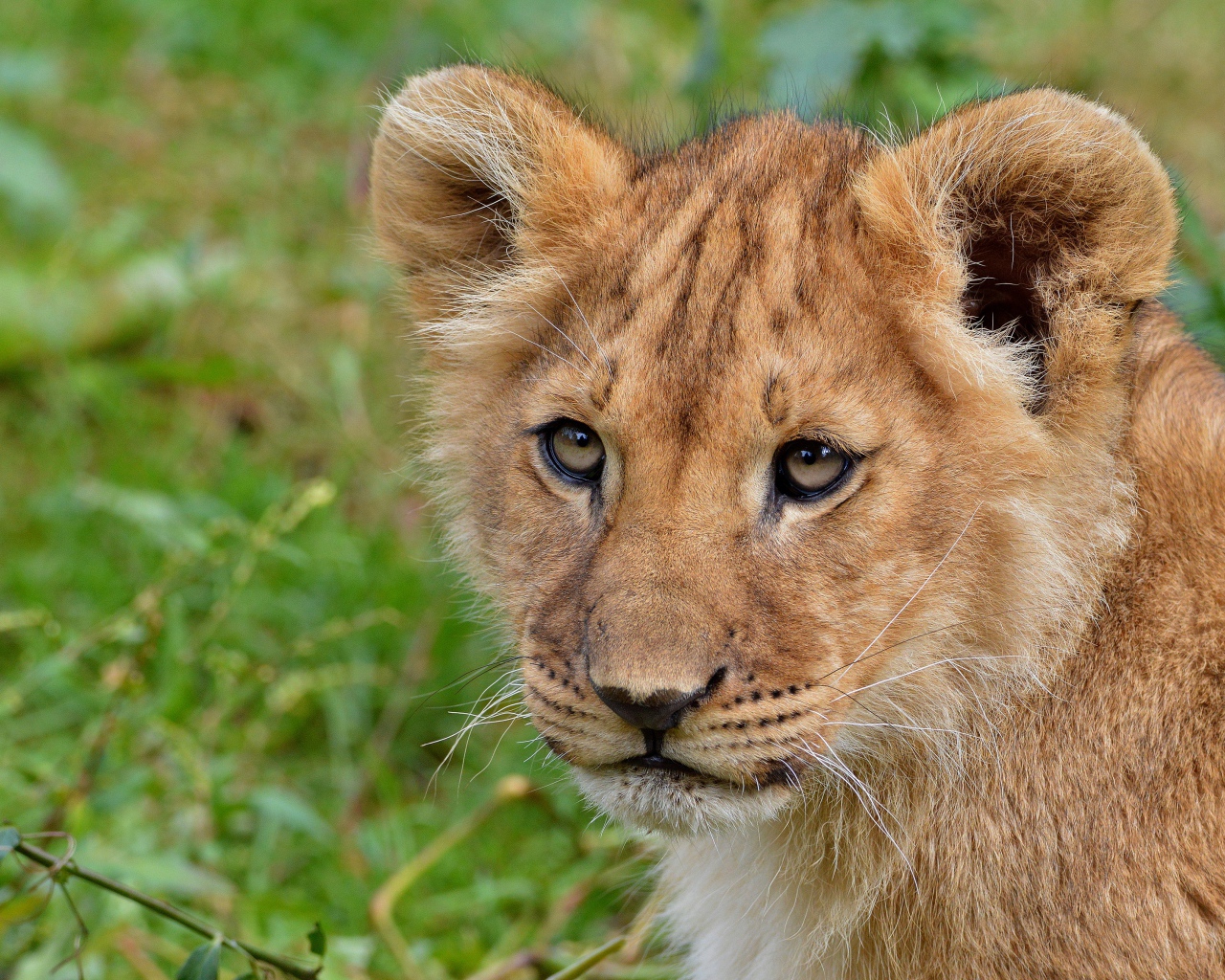 Маленький забавный львенок крупным планом