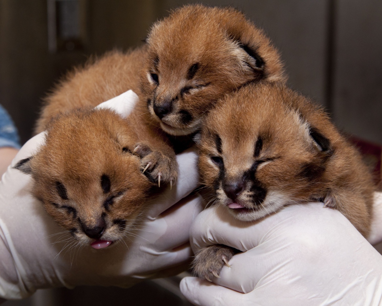 Маленькие котята каракала в руках