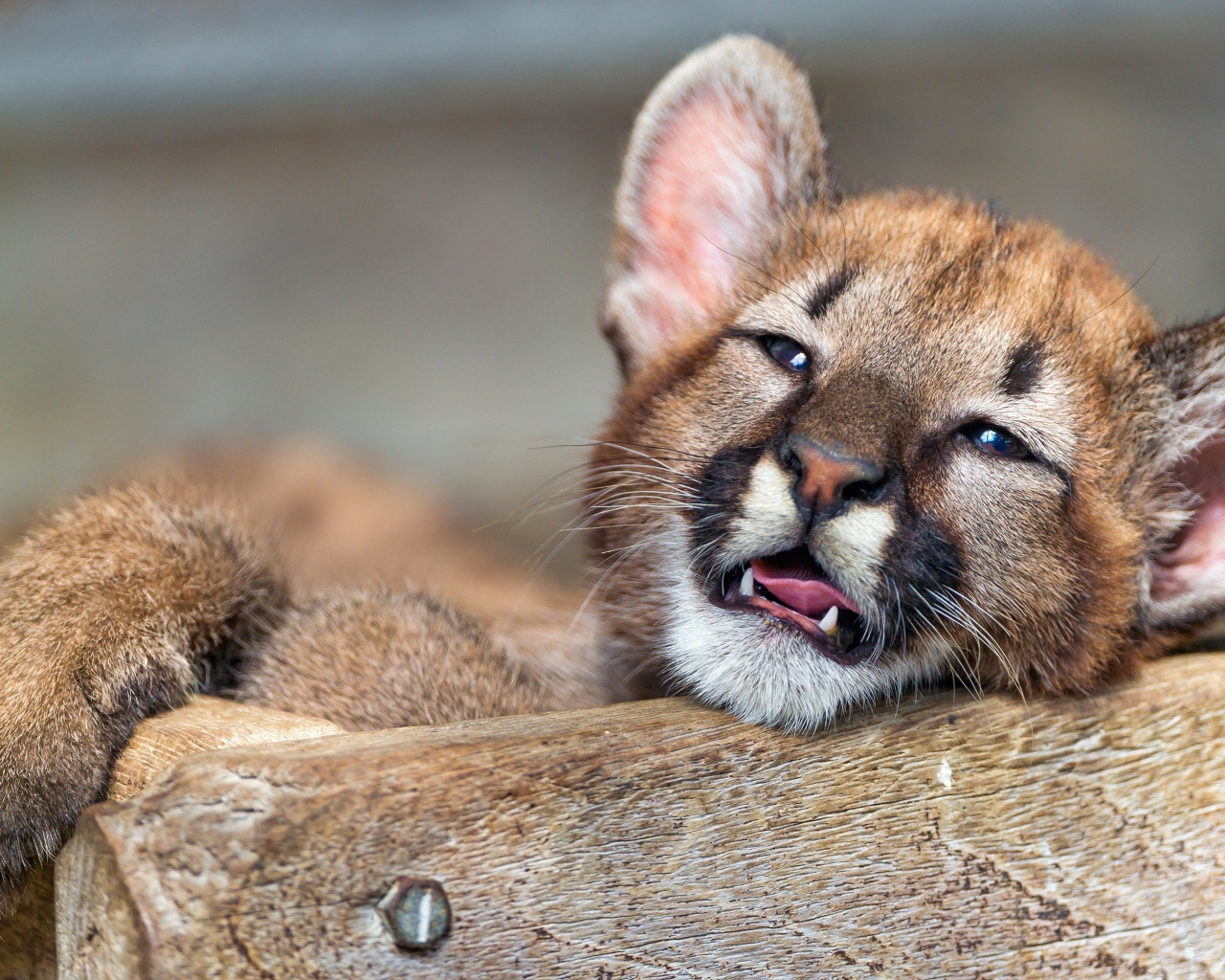 Маленький котенок пумы