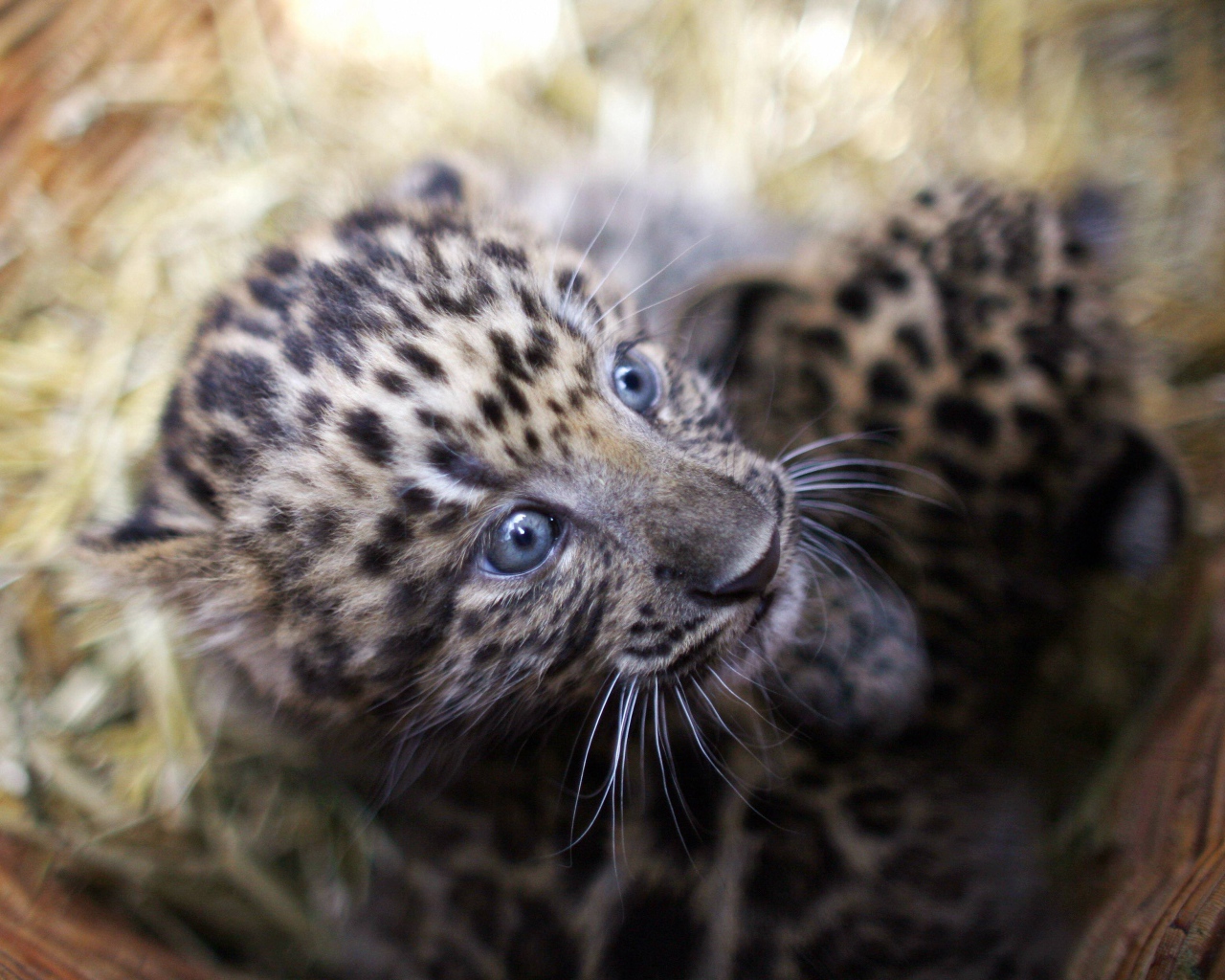 Маленький испуганный детеныш леопарда в корзине