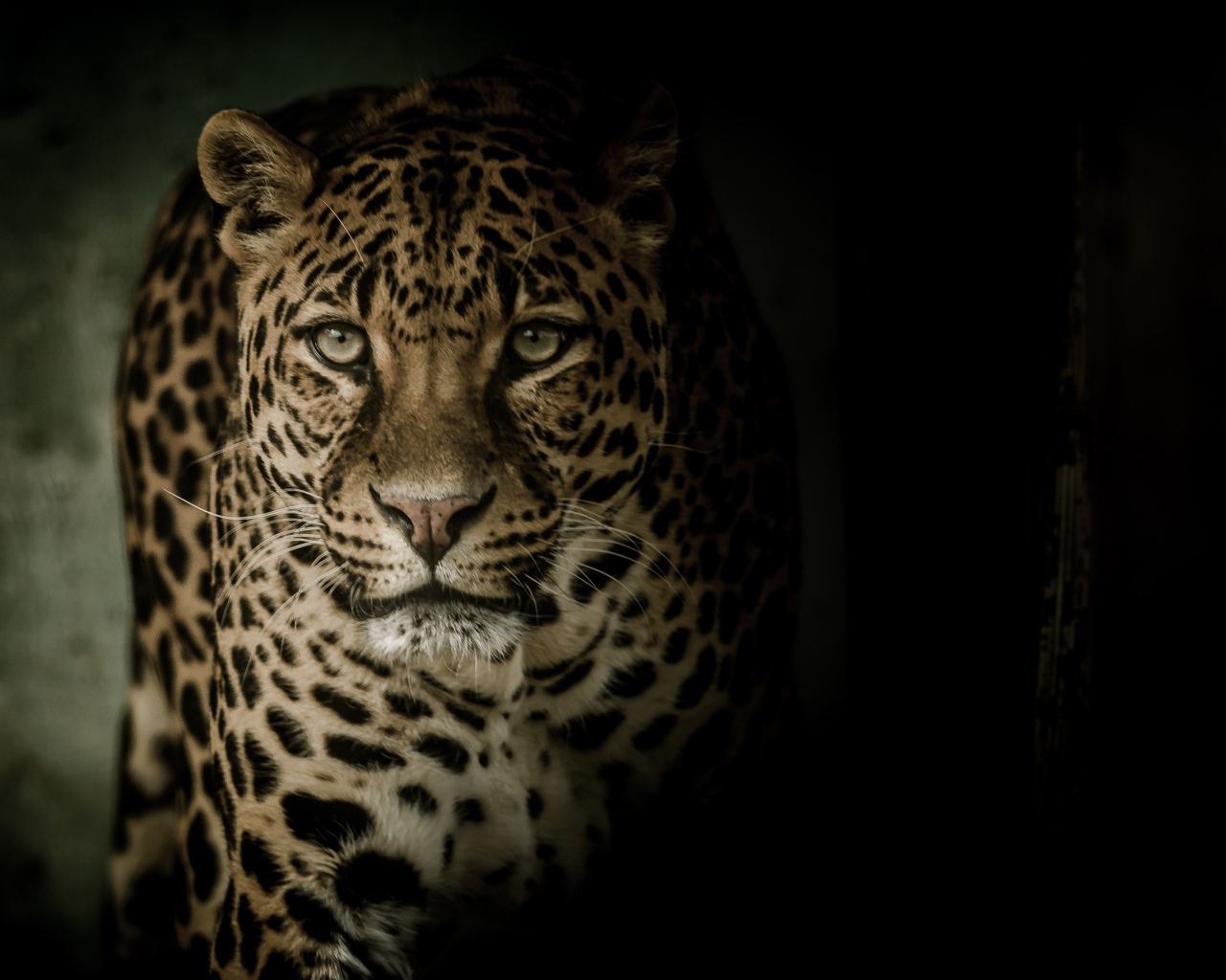 Взгляд пятнистого леопарда