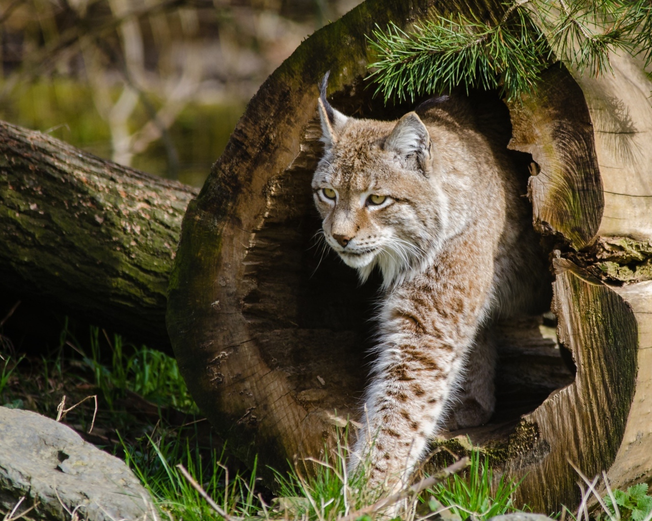 Рысь в сухом дереве в сосновом лесу