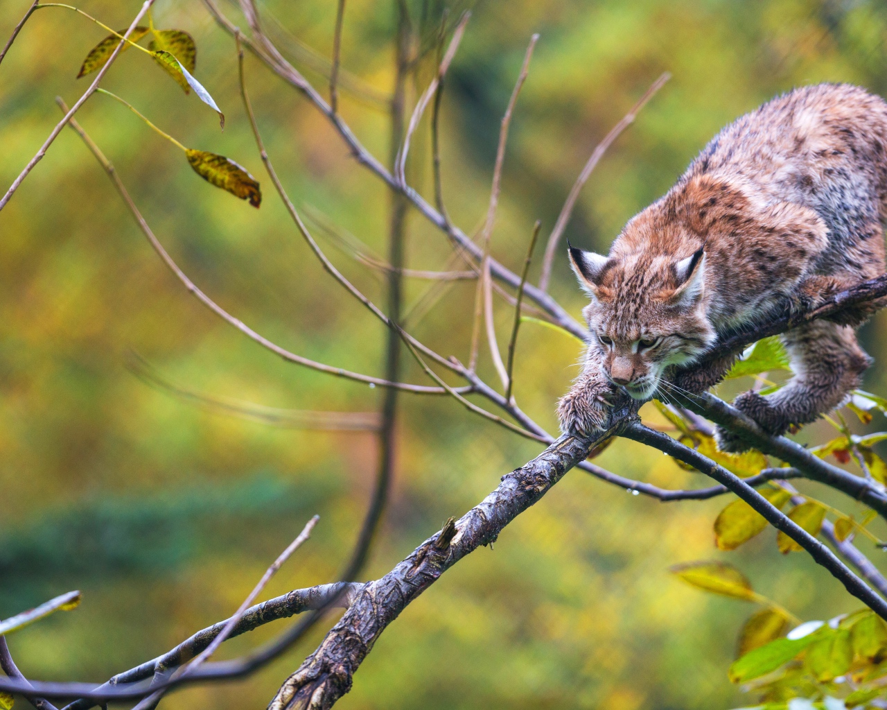 Рысь крадется по ветке дерева