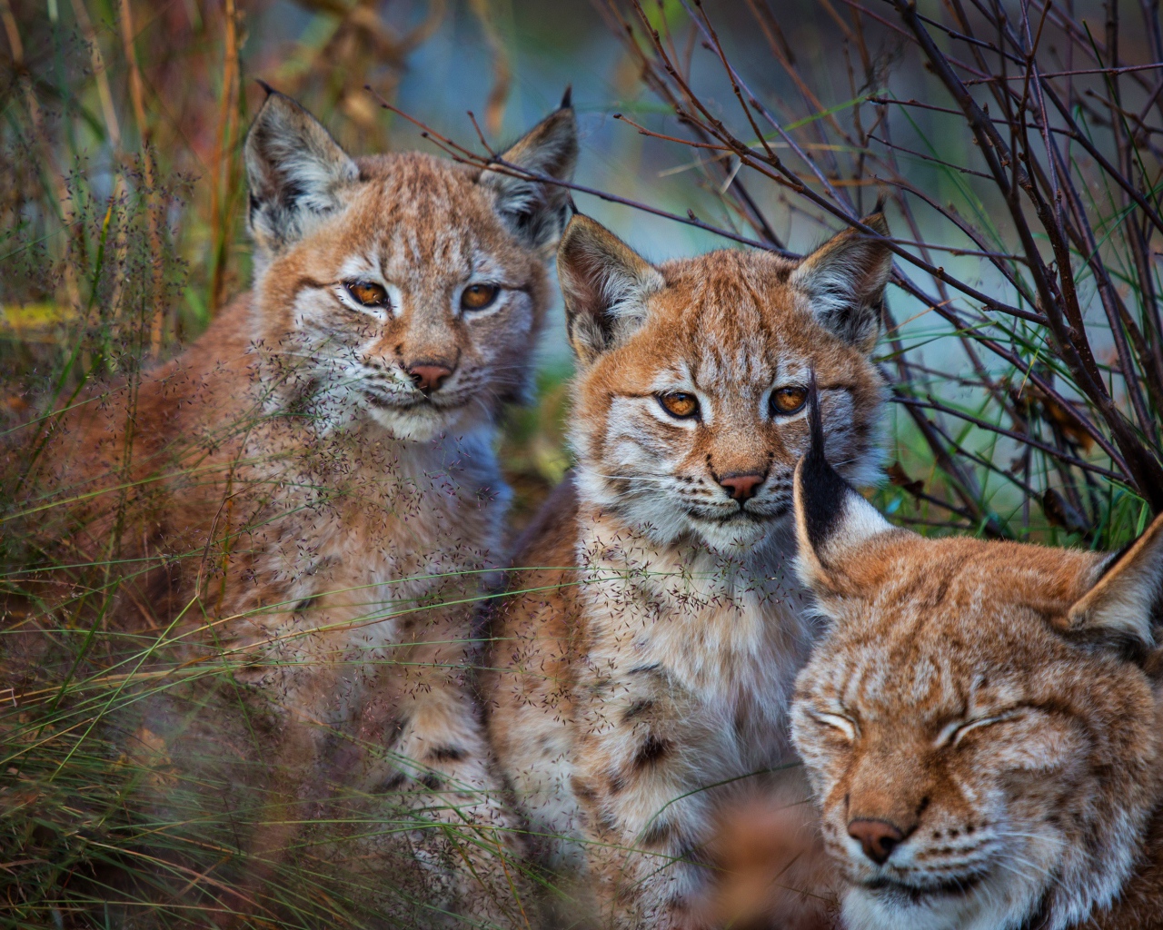 Рысь с маленькими детенышами в траве