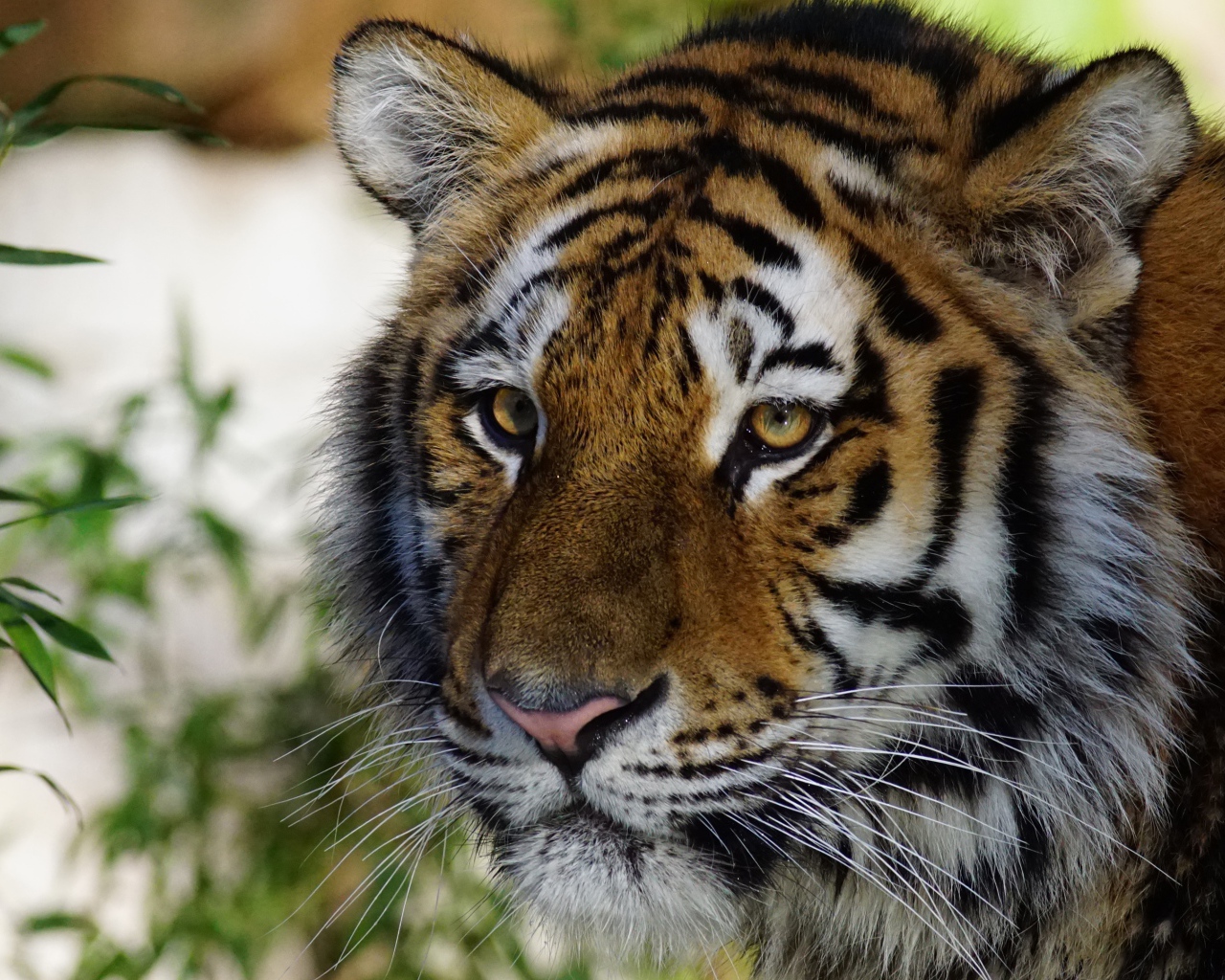 Морда большого красивого полосатого тигра крупным планом