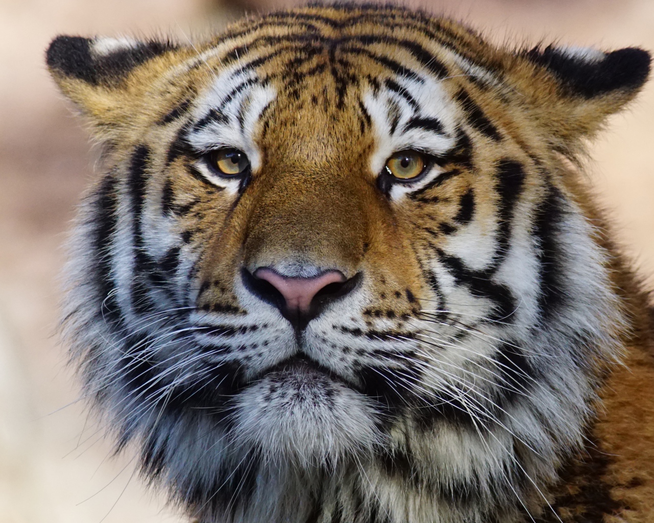 Морда большого полосатого тигра крупным планом
