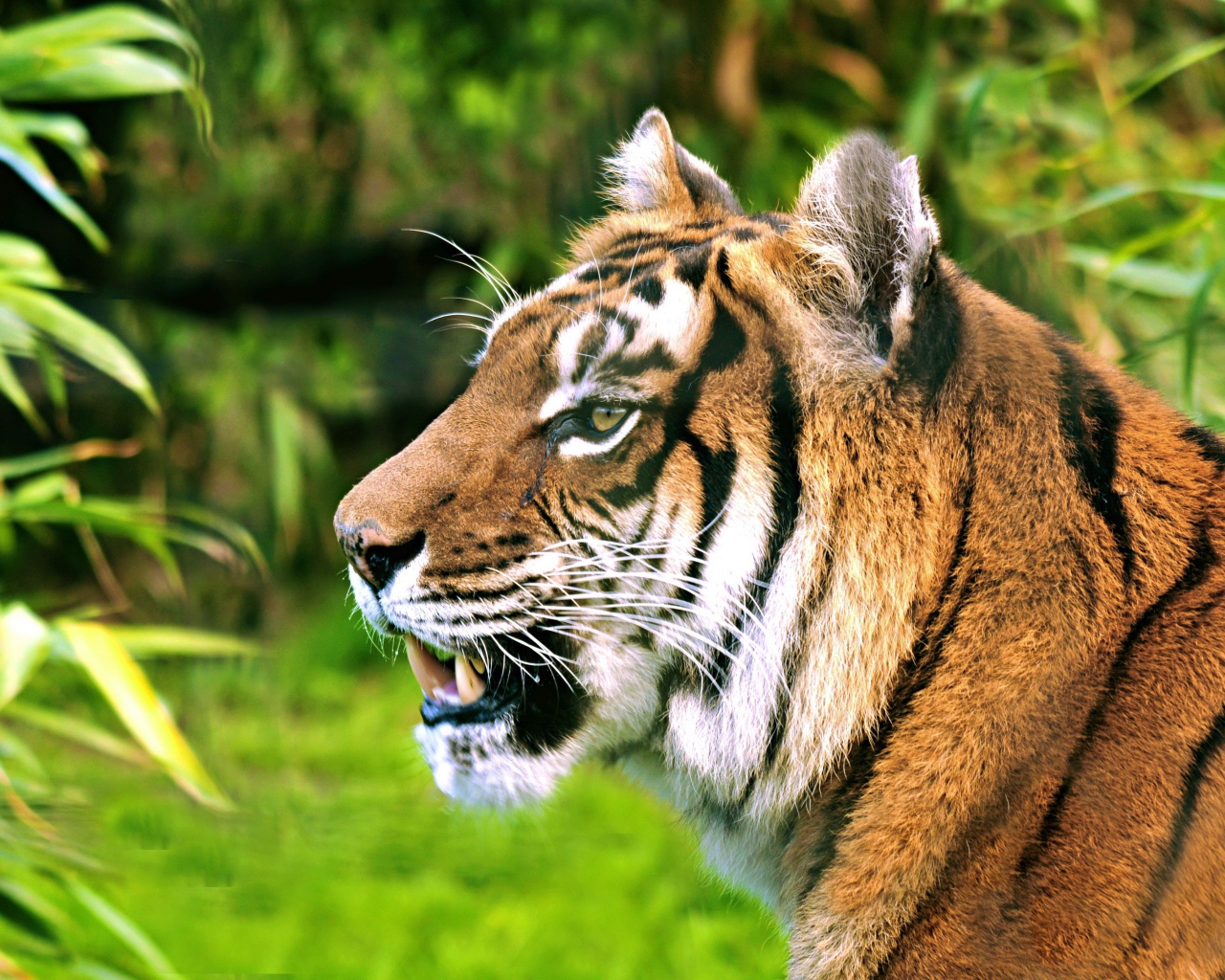 Морда полосатого тигра с открытой пастью