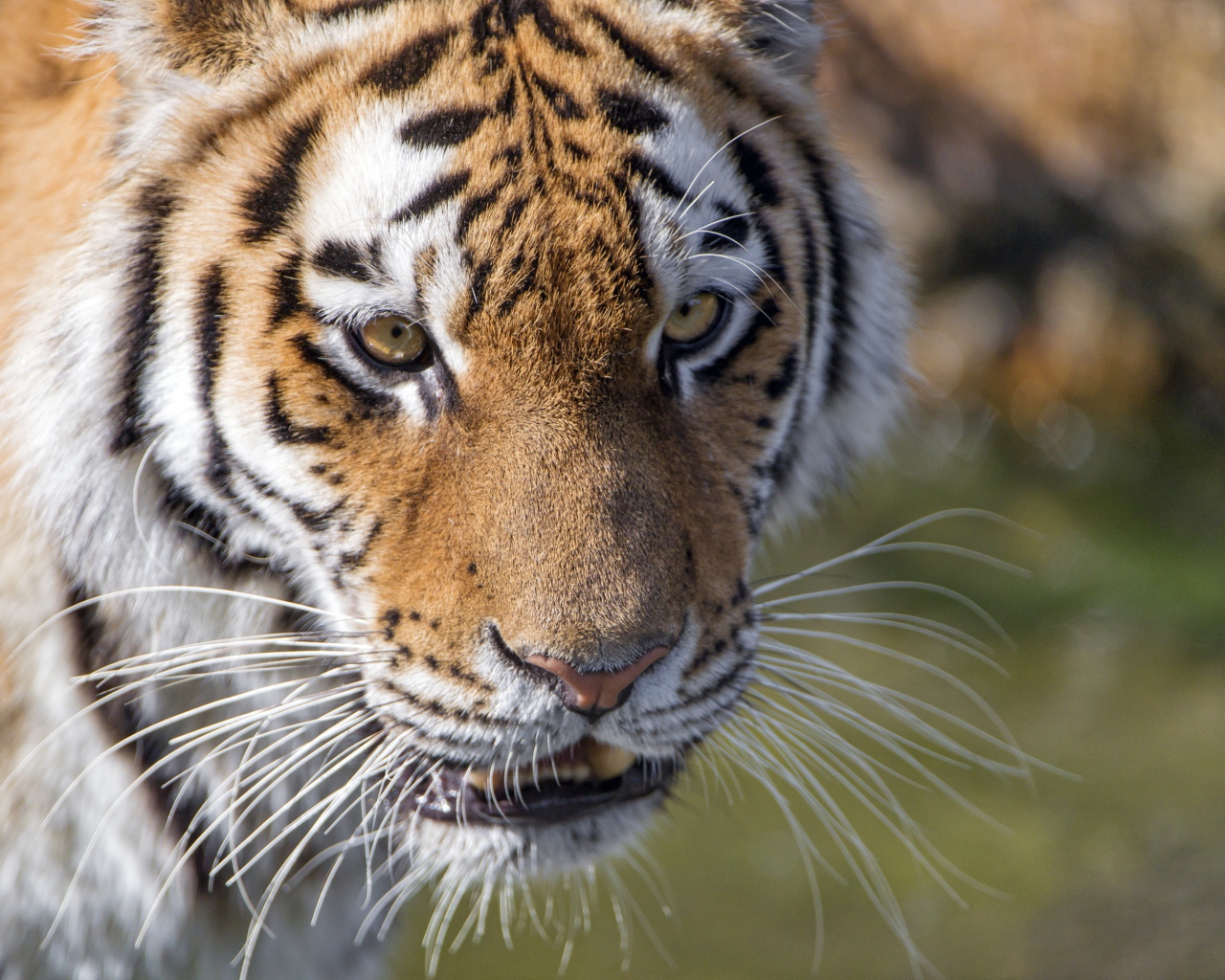 Морда большого тигра