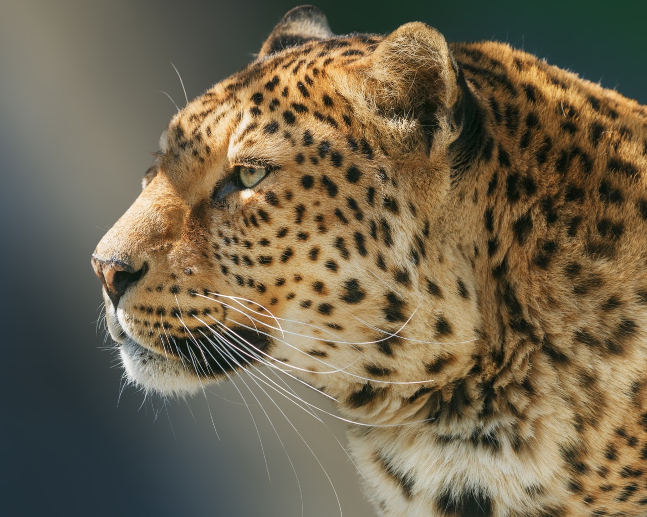 Морда ягуара вид сбоку 