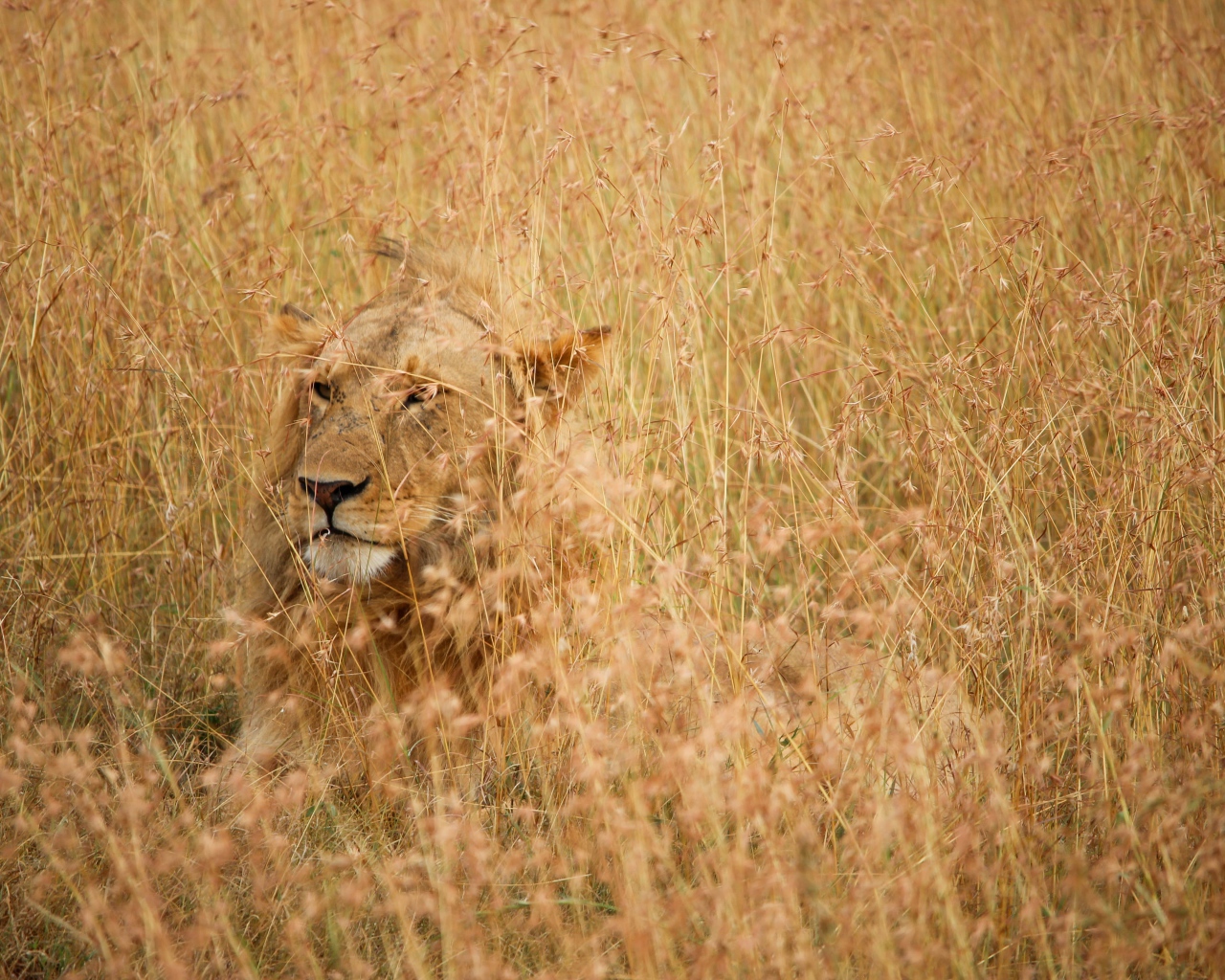Серьезная большая львица лежит в траве