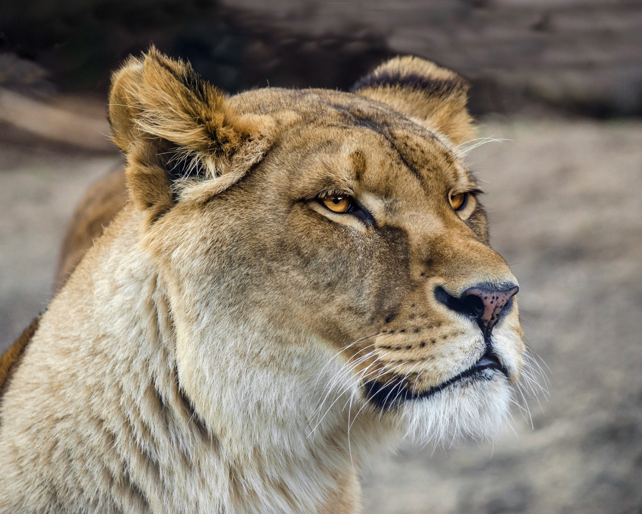 Серьезная морда большой львицы 