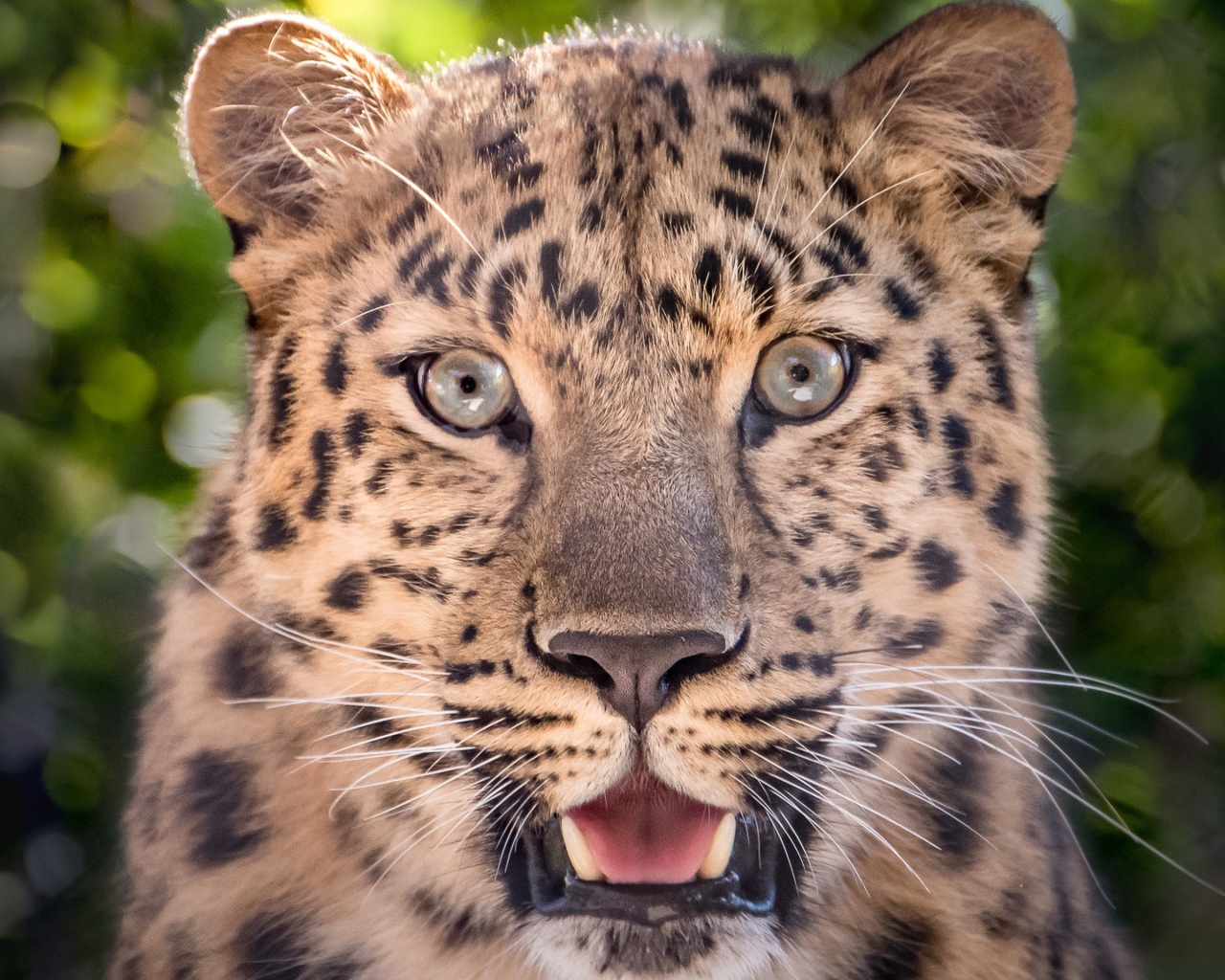 Пятнистый леопард с открытой пастью