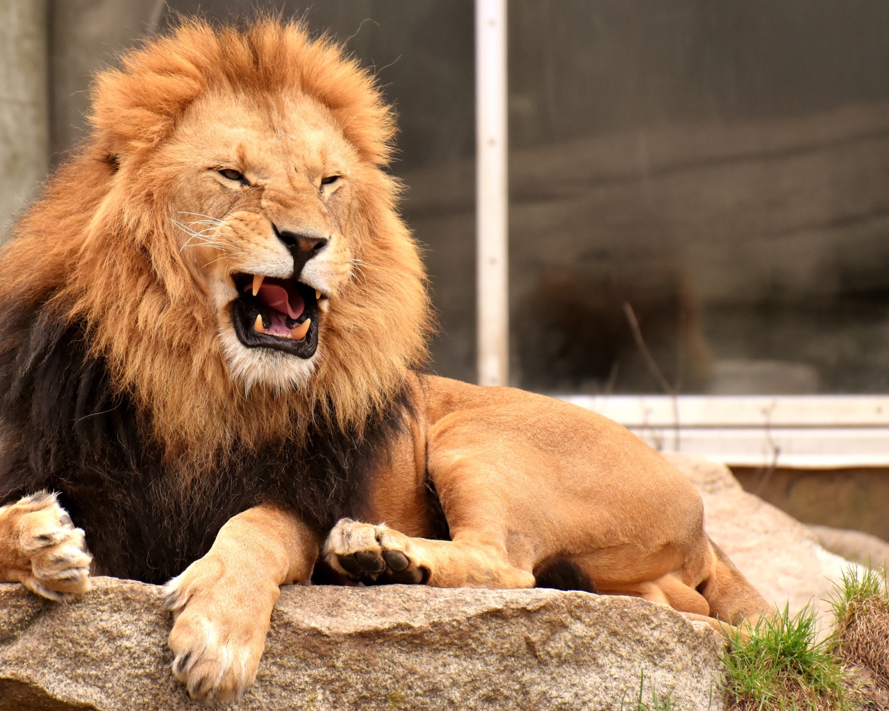 Грозный большой лев лежит на камне