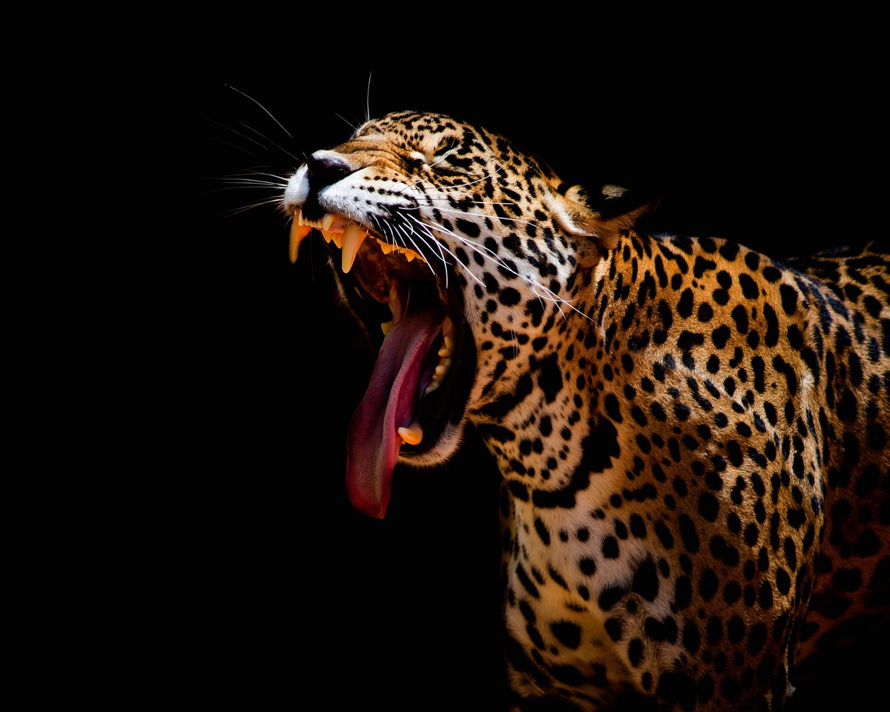 Большой леопард зевает на черном фоне