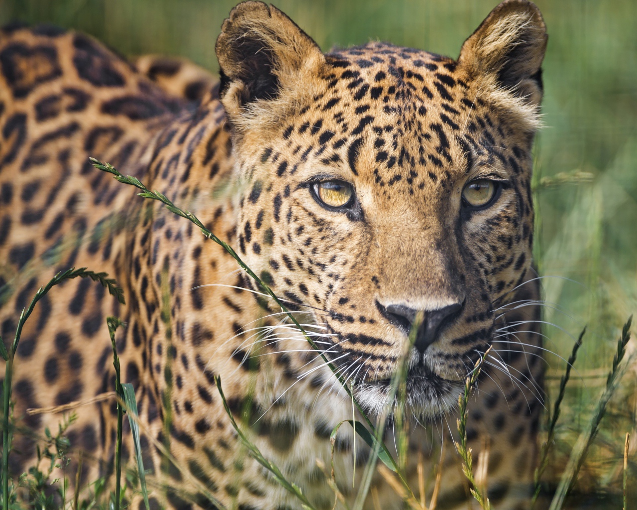Большой пятнистый леопард сидит в траве