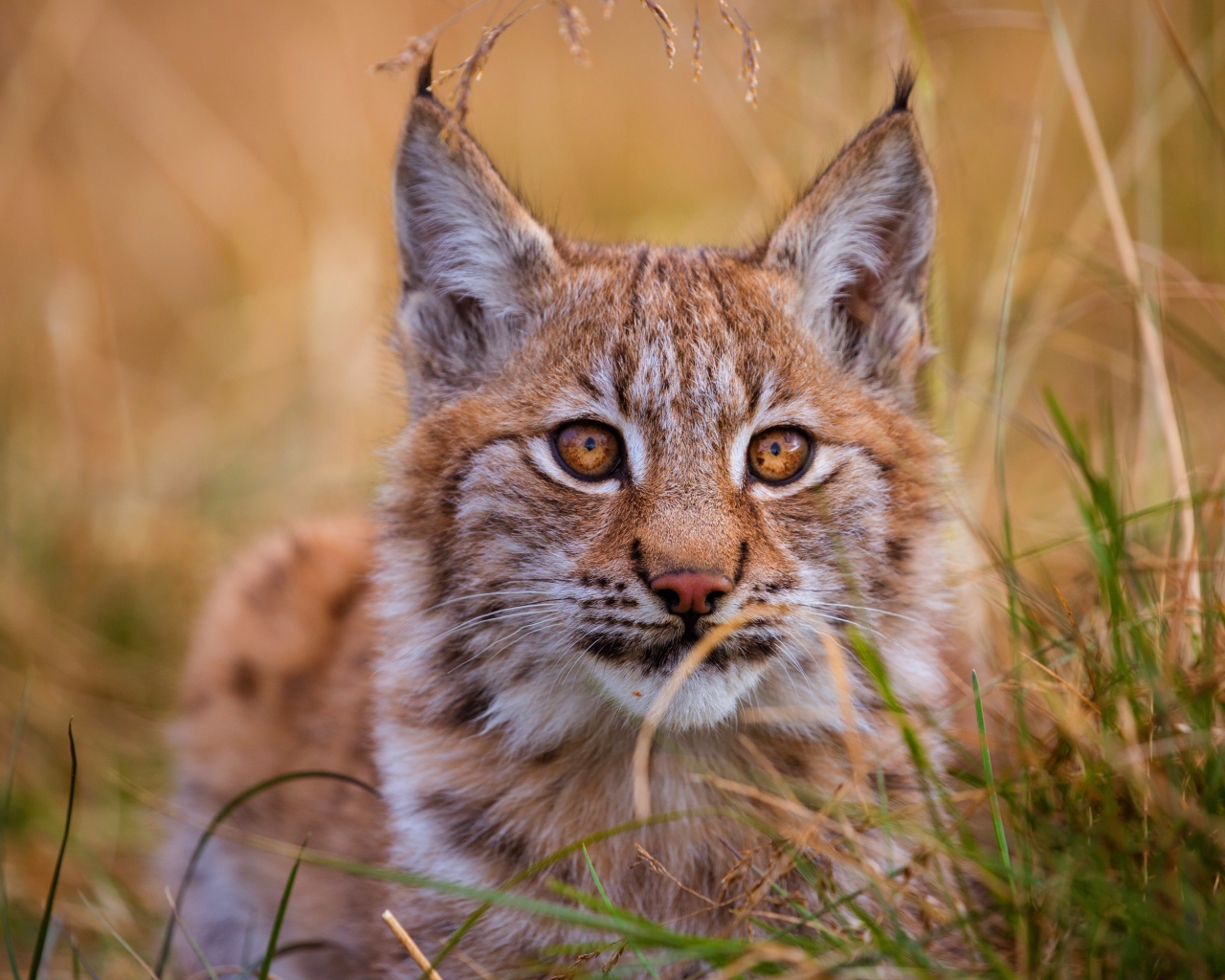 Маленькая кареглазая рысь сидит в траве