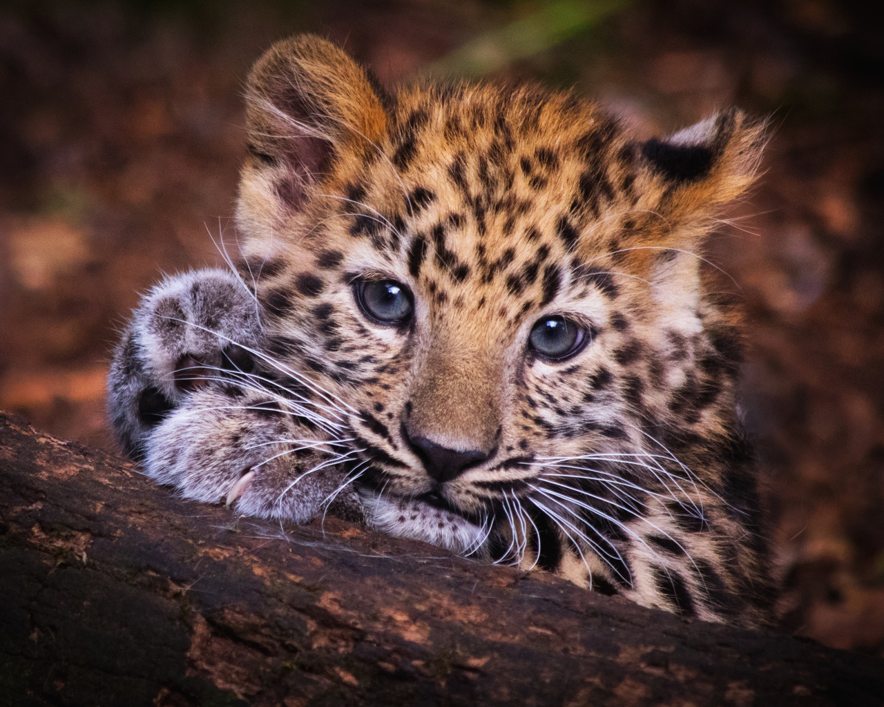 Маленький детеныш леопарда лежит на дереве