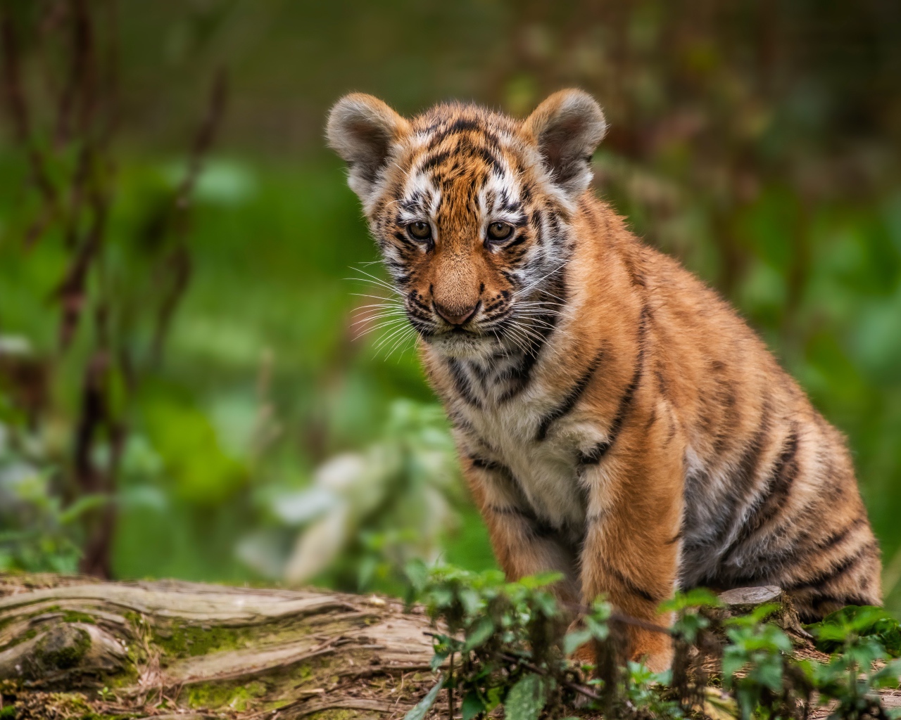 Маленький грустный тигренок сидит на сухом дереве