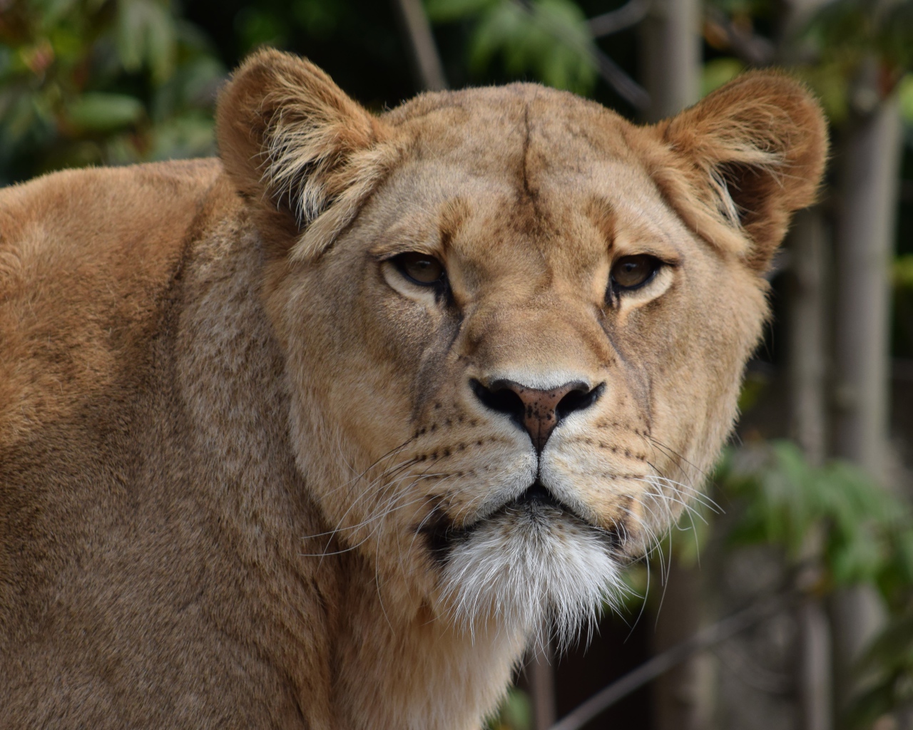 Взгляд большой грозной львицы