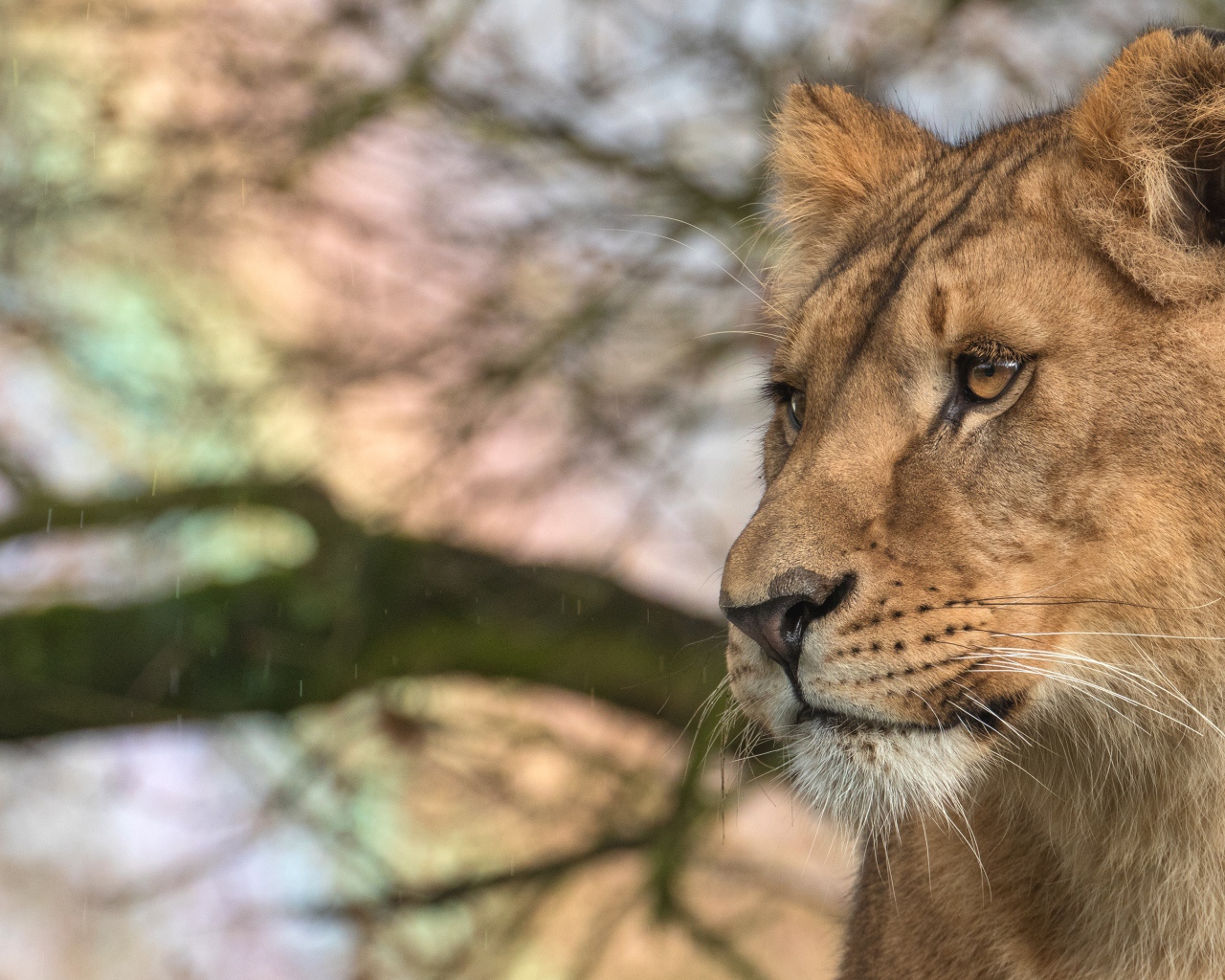 Взгляд  большой серьезной львицы