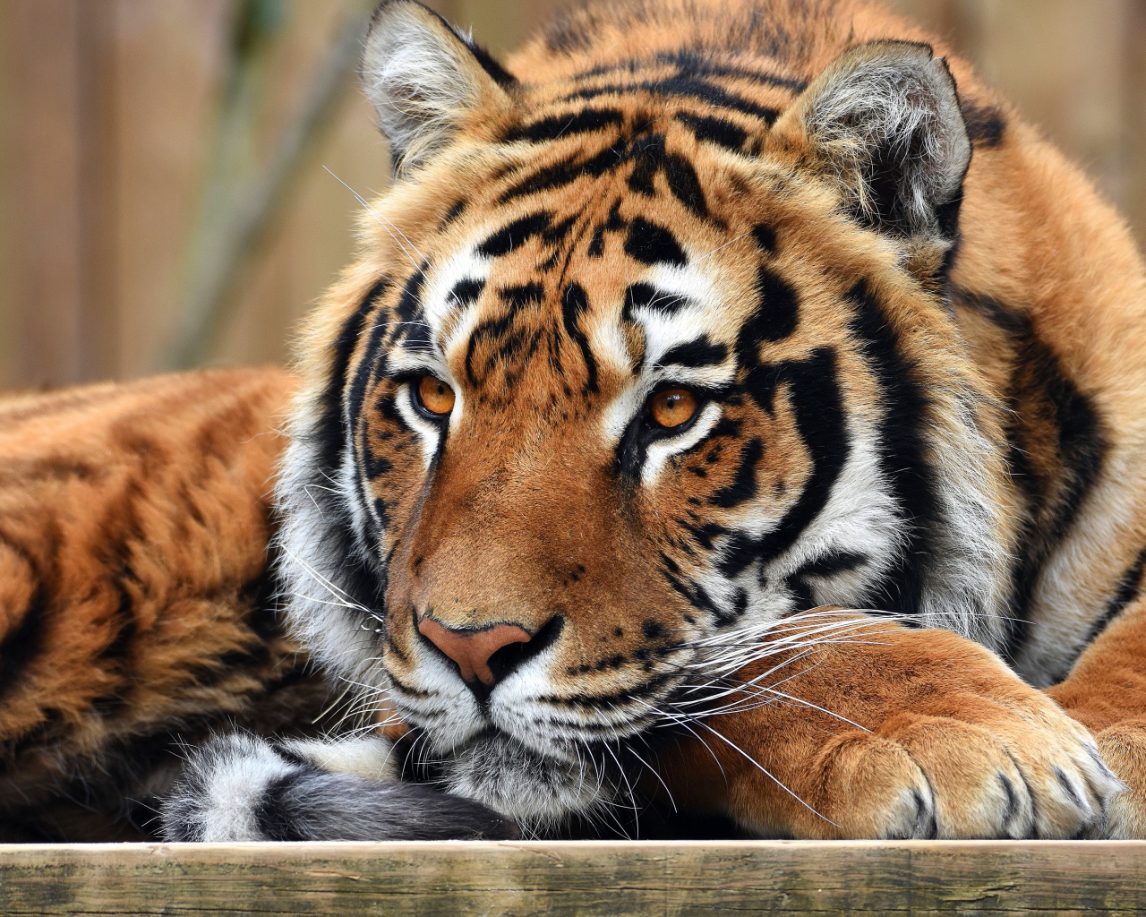 Взгляд большого полосатого тигра