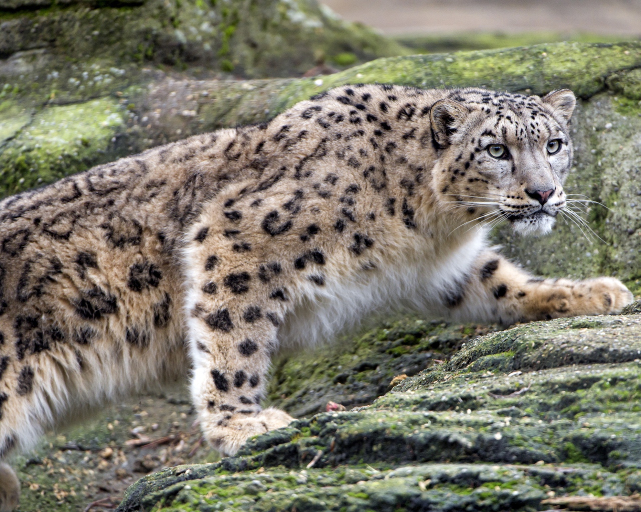 Снежный барс крадется по камням