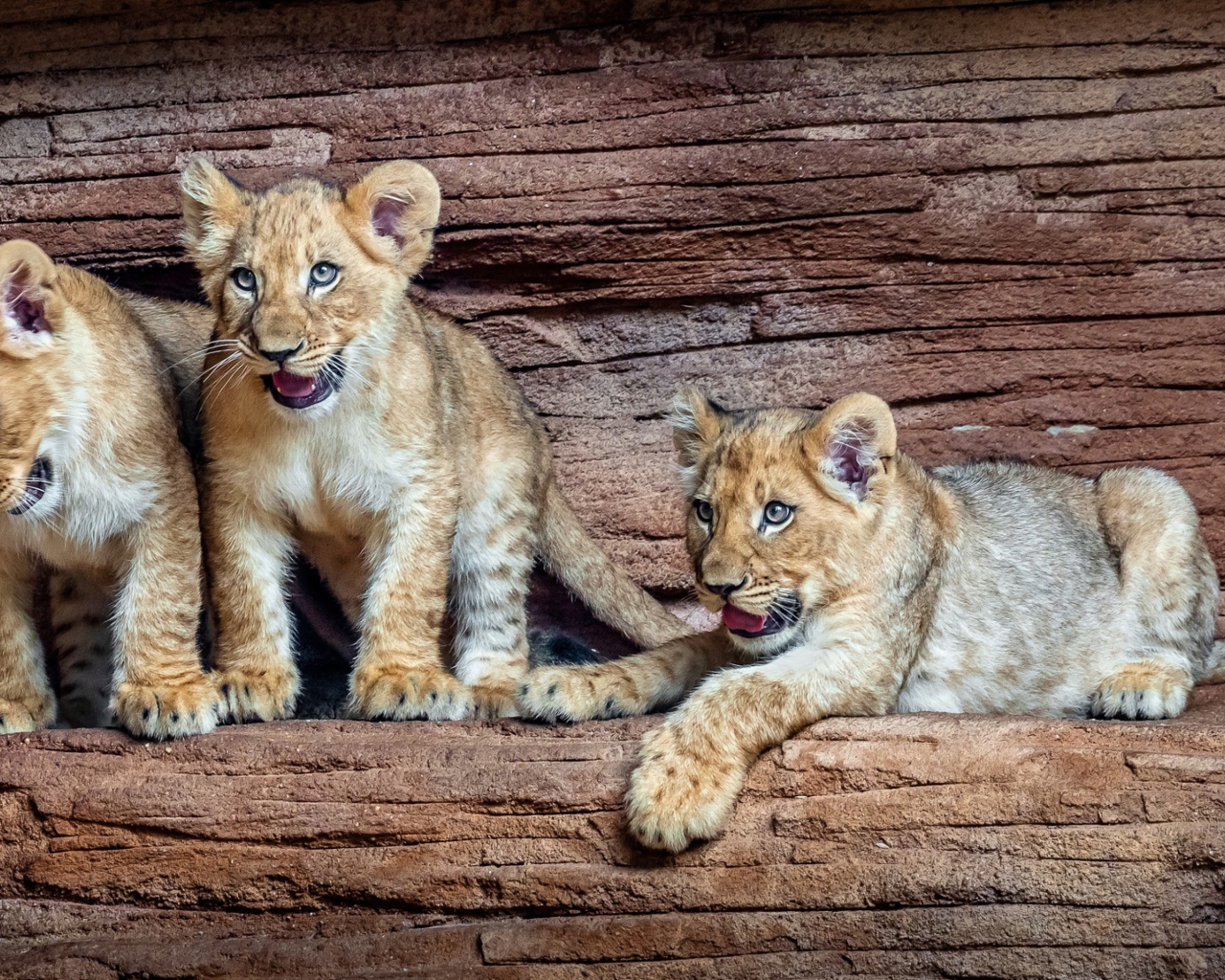 Три маленький львенка в зоопарке