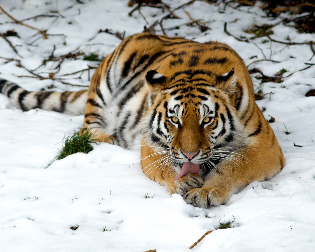 Тигр лижет лапу лежа на снегу