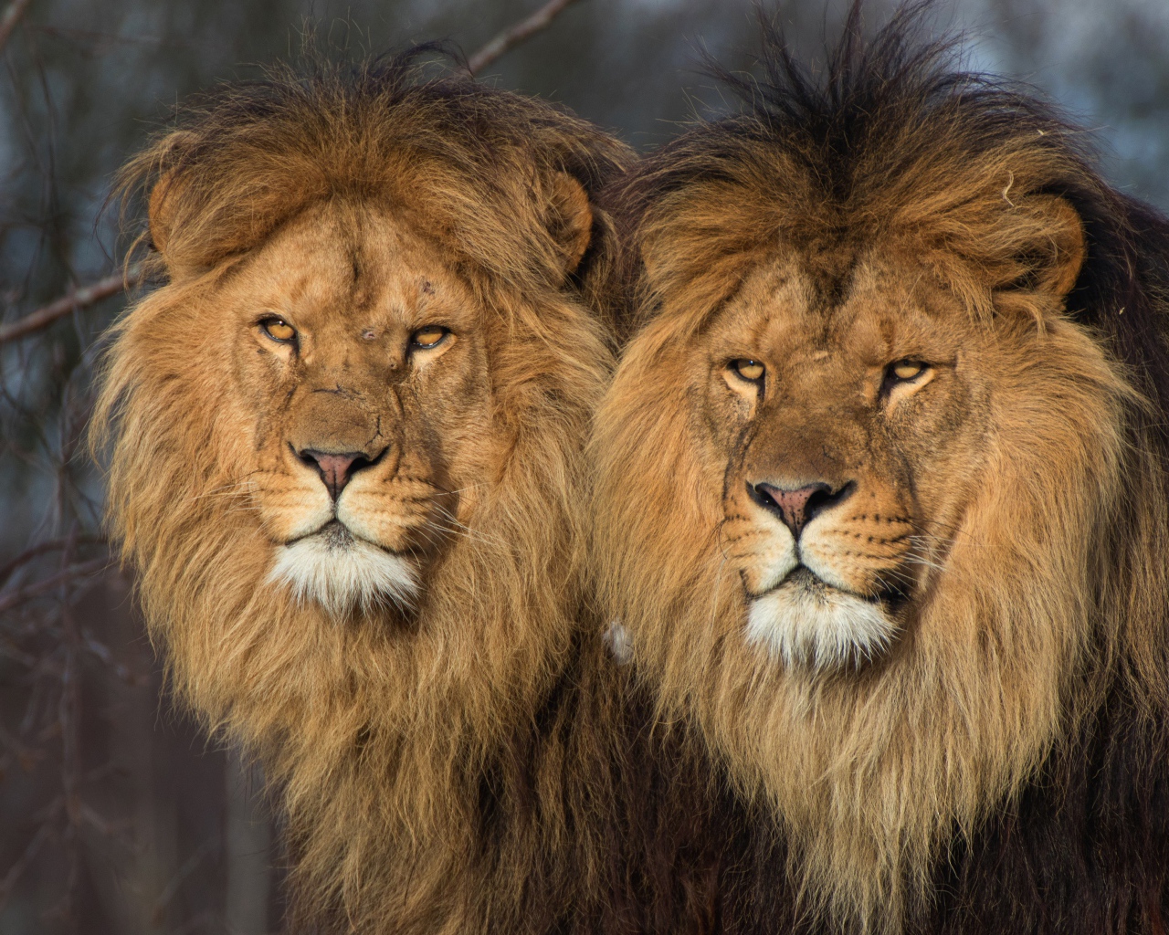 Два больших серьезных льва