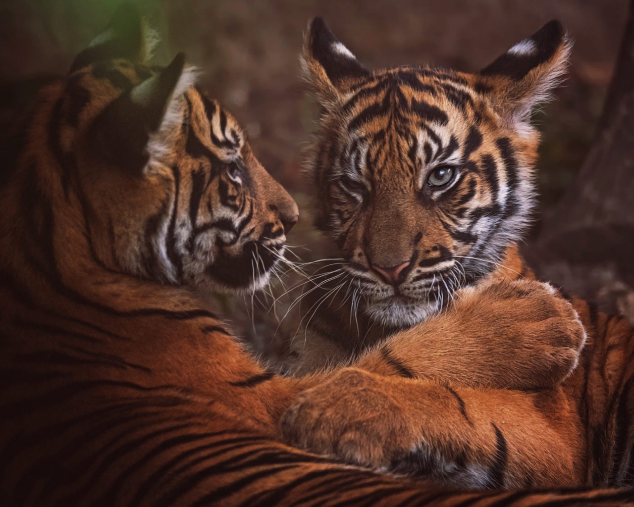 Два маленький тигренка играют