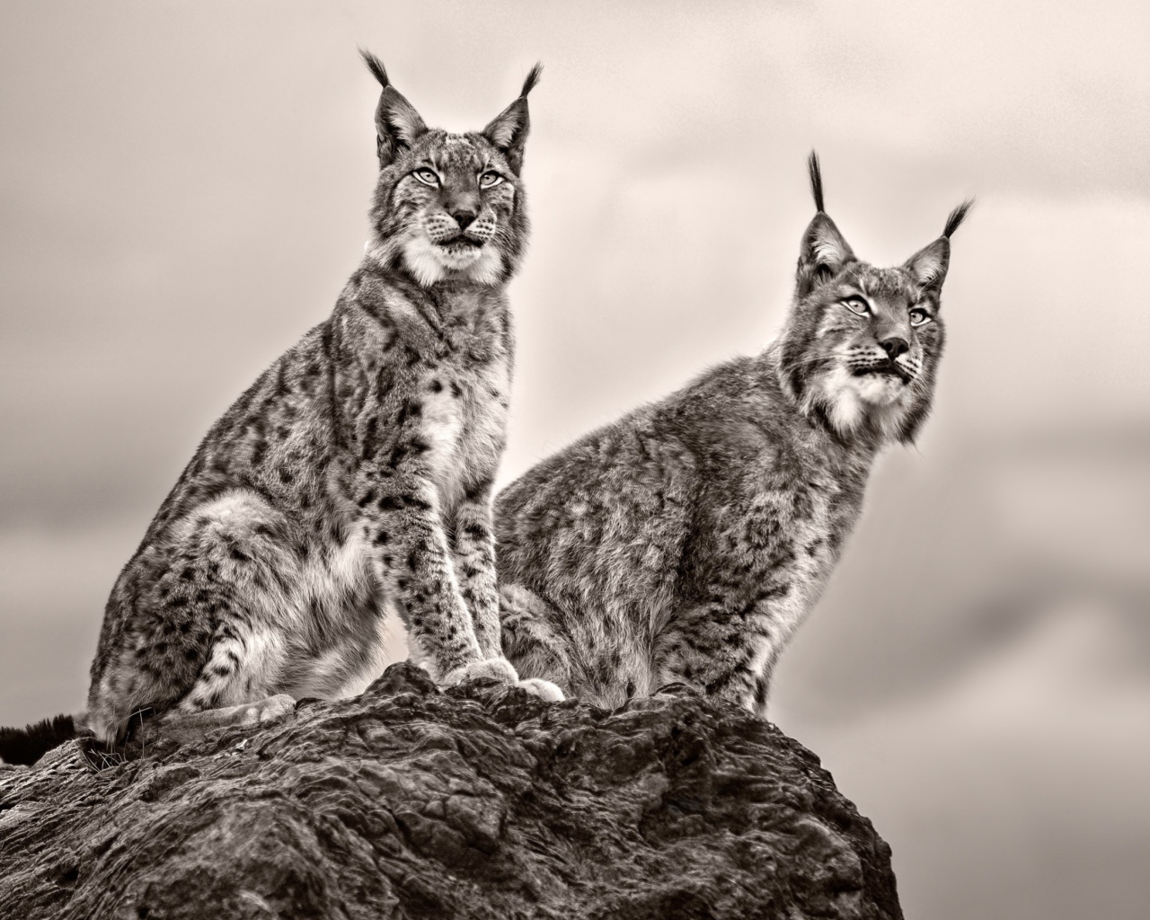 Две рыси сидят на камне