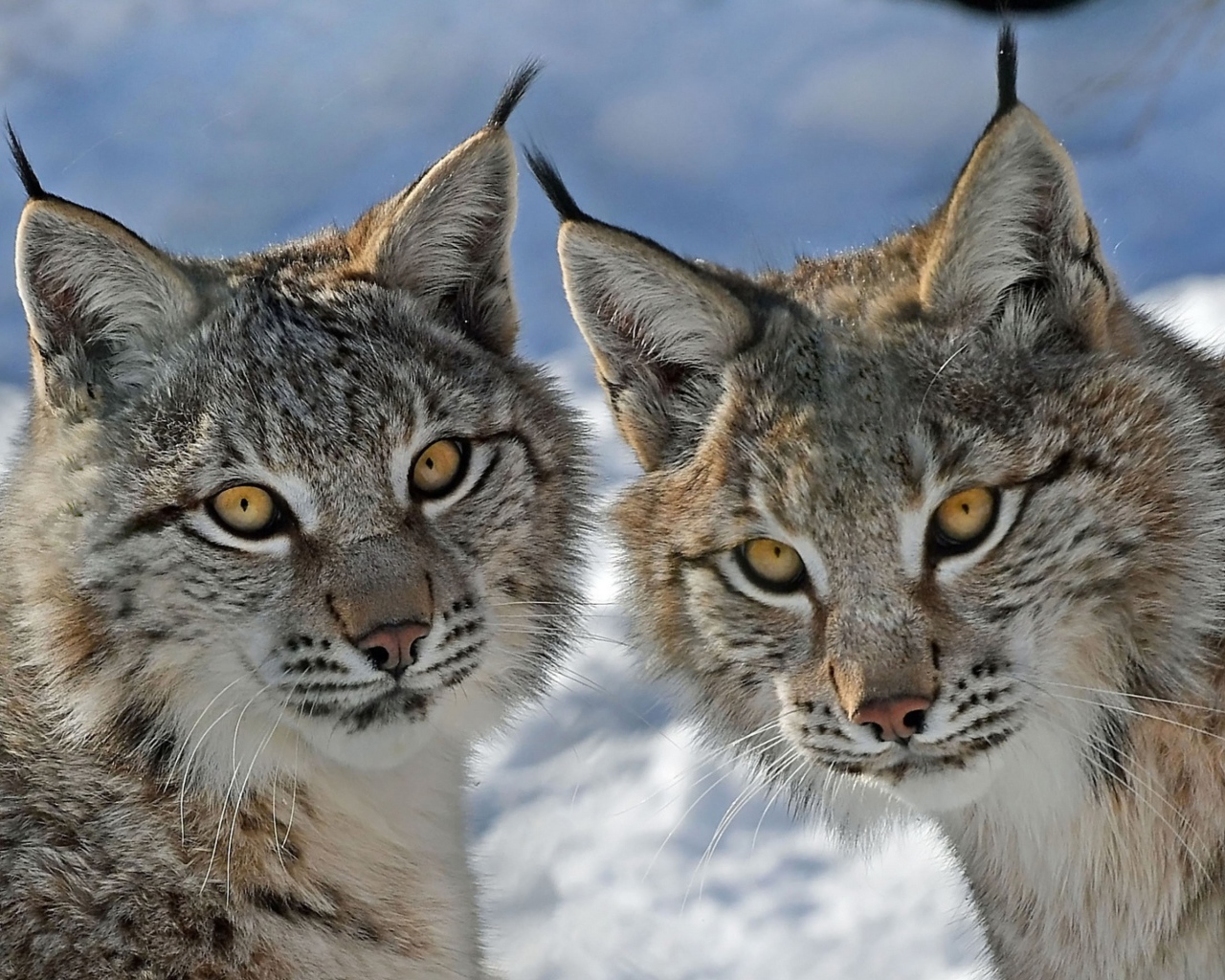 Две рыси зимой крупным планом 