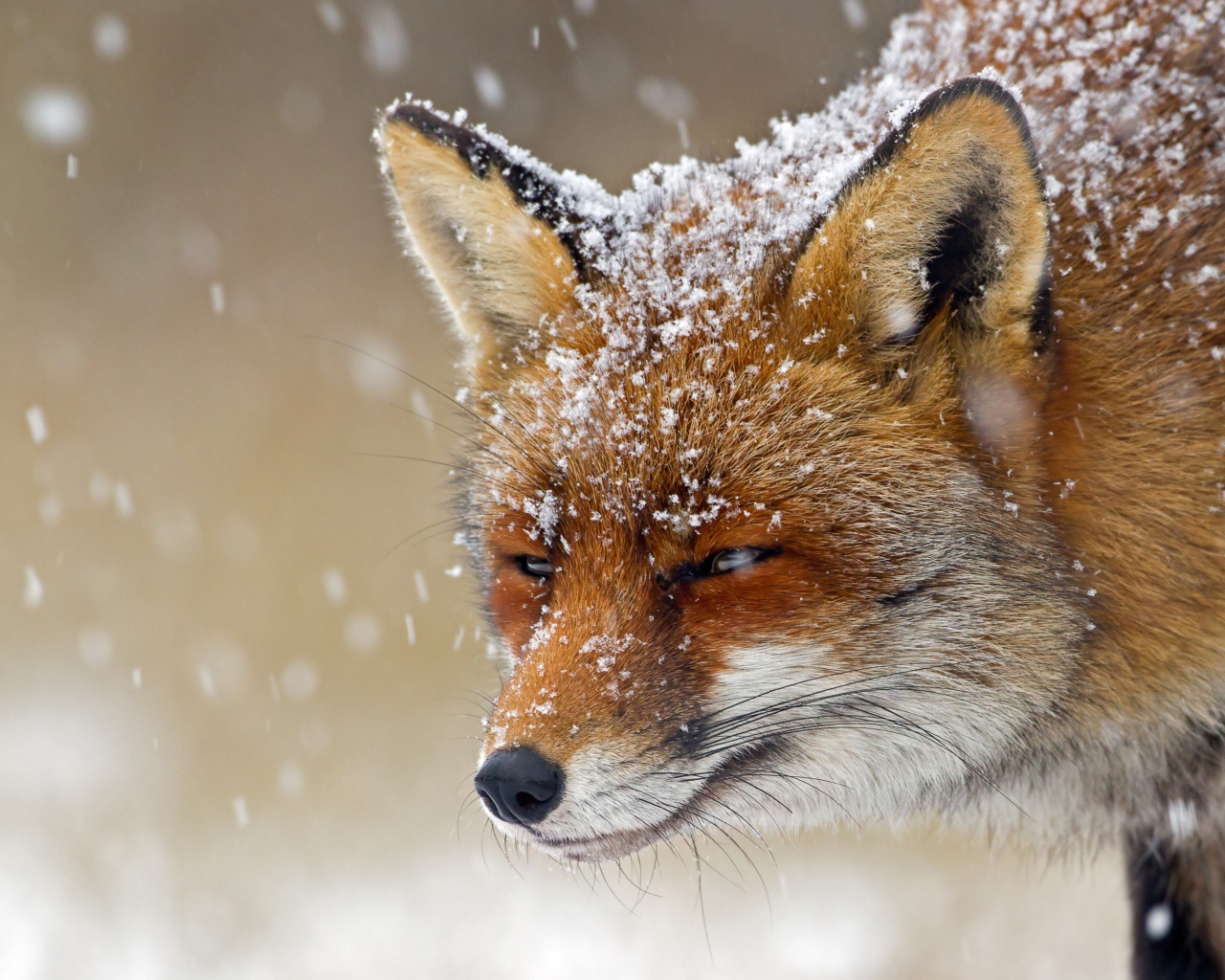 Хитрая лисья морда в снегу