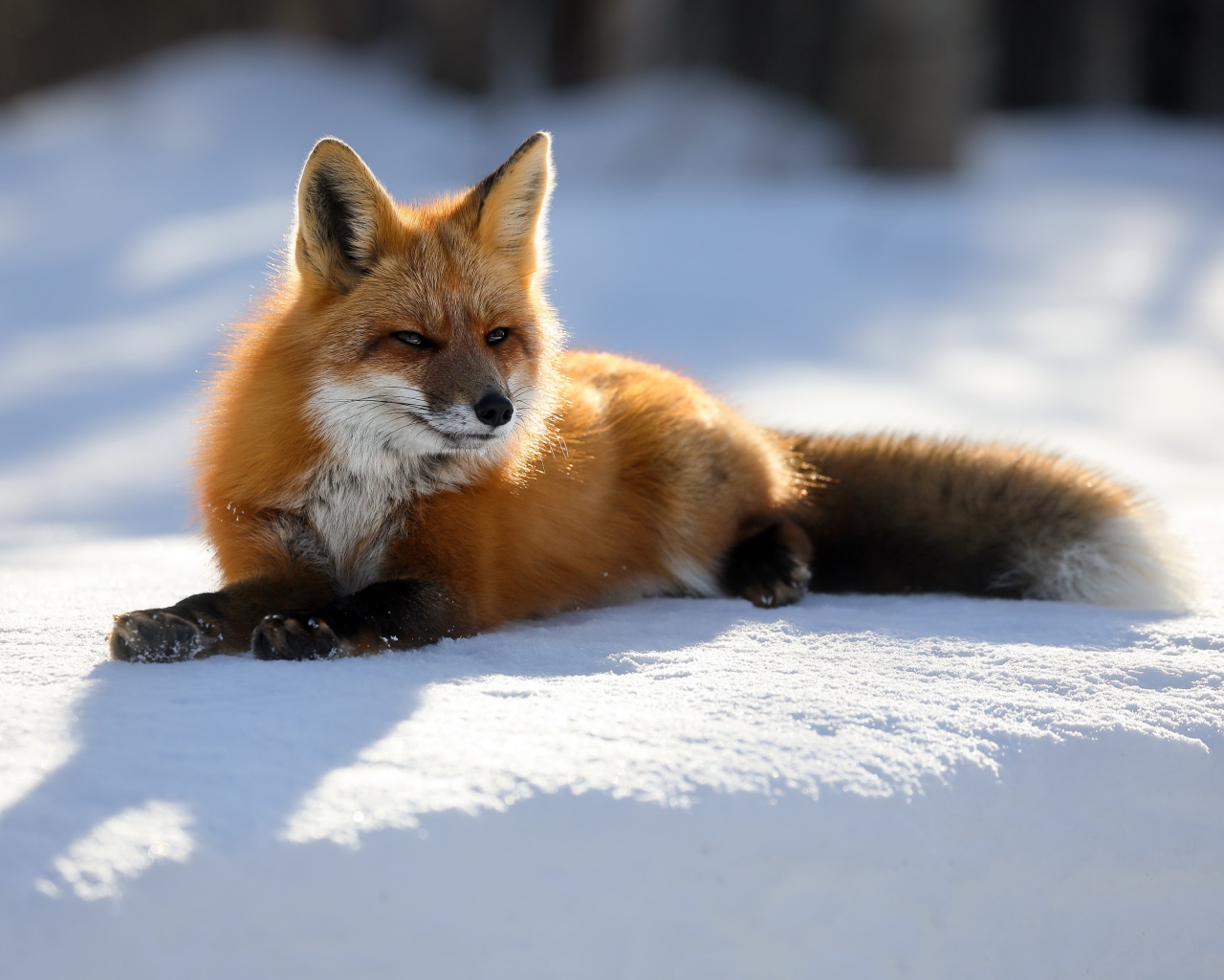 Хитрая рыжая лиса лежит на снегу