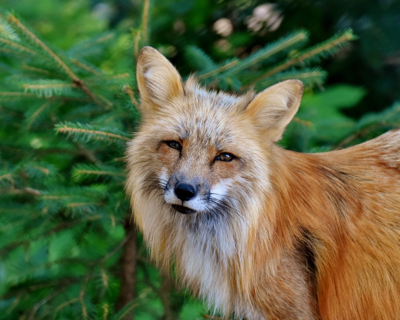 Хитрая рыжая лиса стоит у ели 