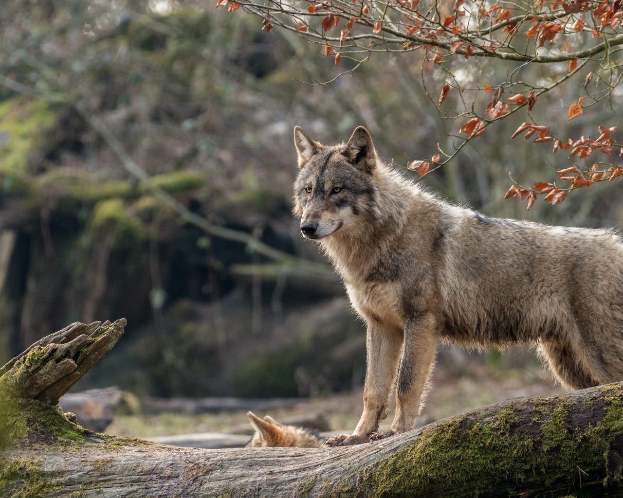 Серая волчица с волчонком стоит на покрытом мхом дереве