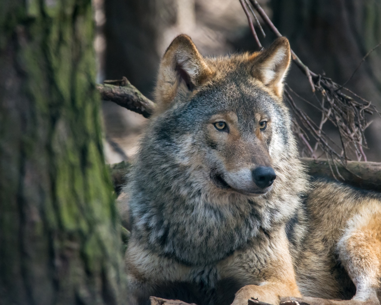 Большой серый волк лежит у дерева 