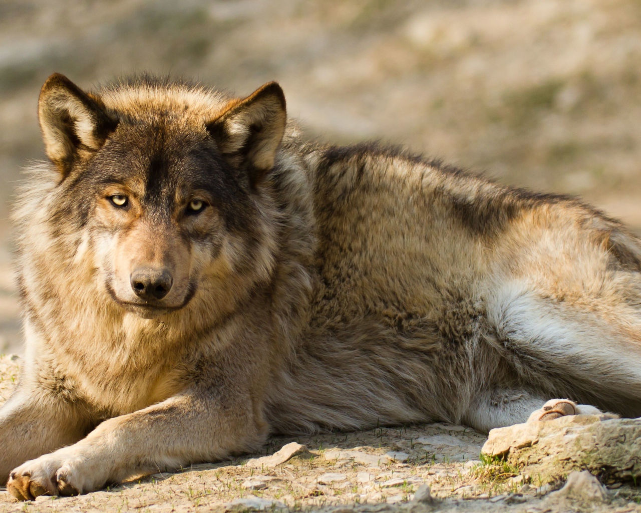 Грустный серый волк лежит на земле