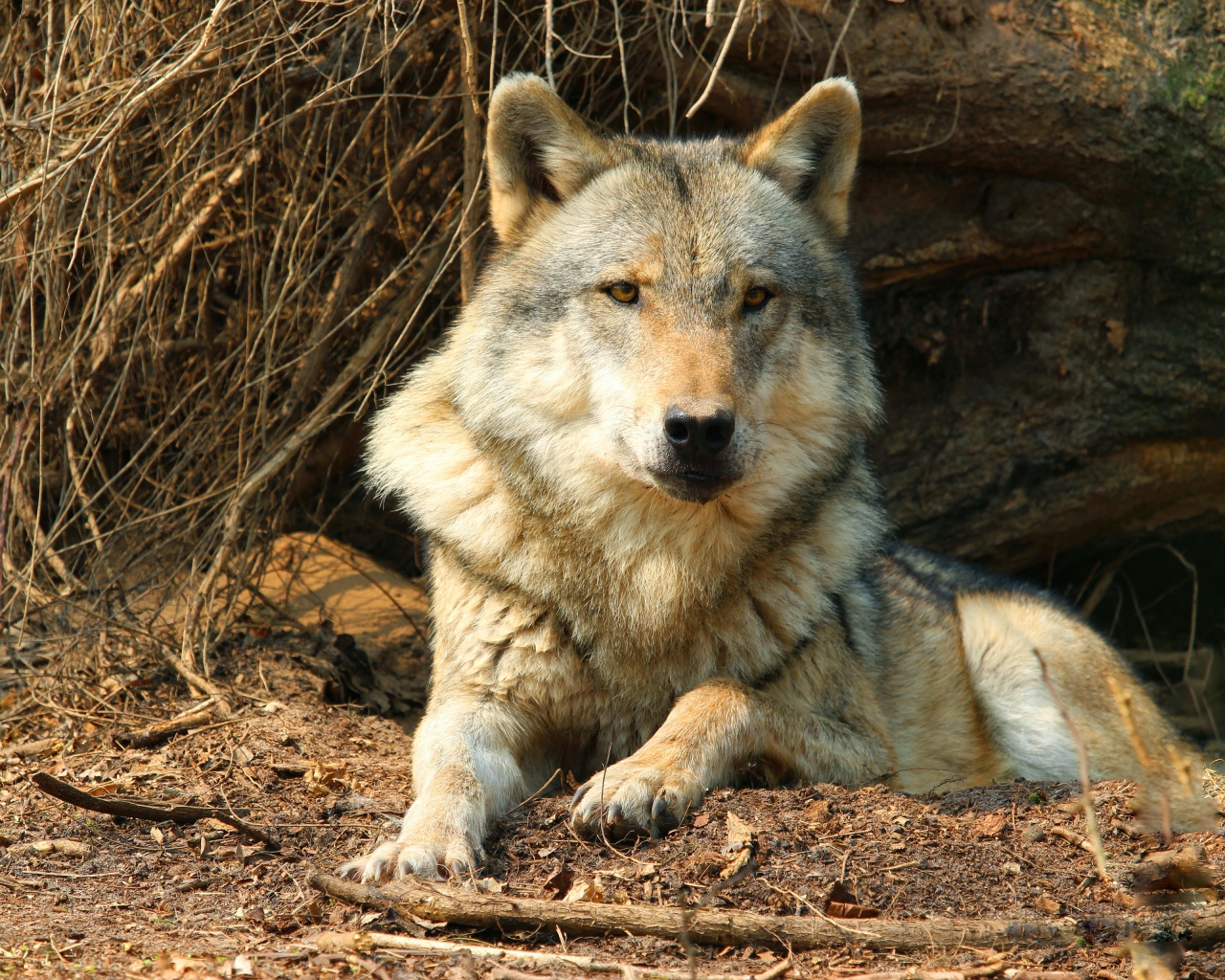 Серьезный серый волк лежит под сухим деревом