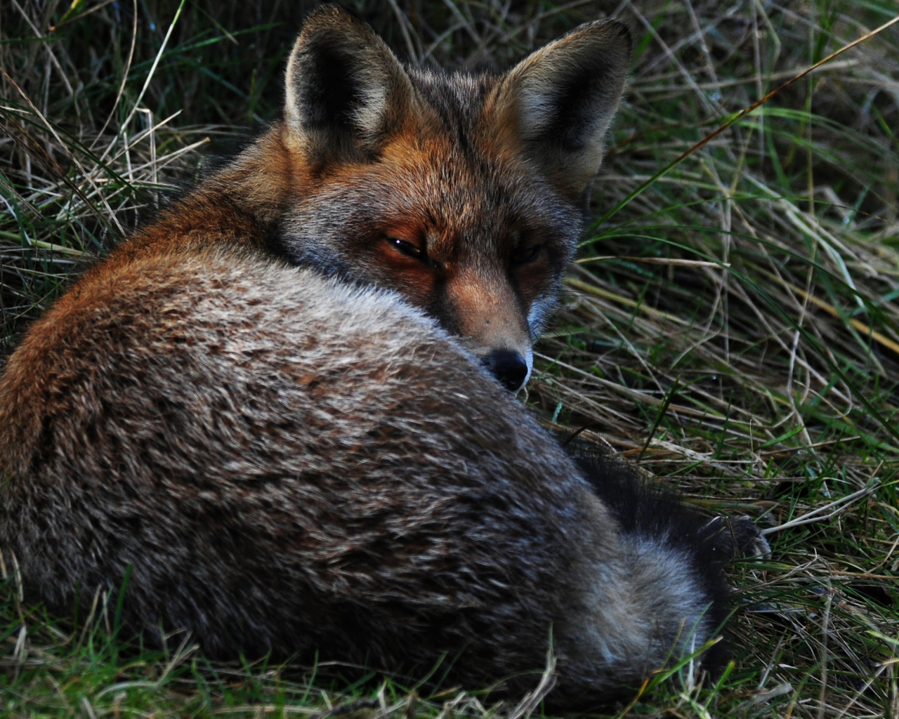 Большая лиса спит в траве