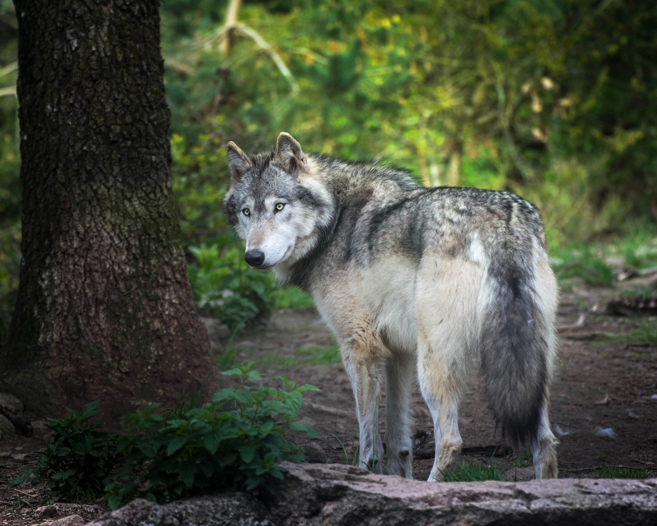 Большой серый волк стоит у дерева в лесу