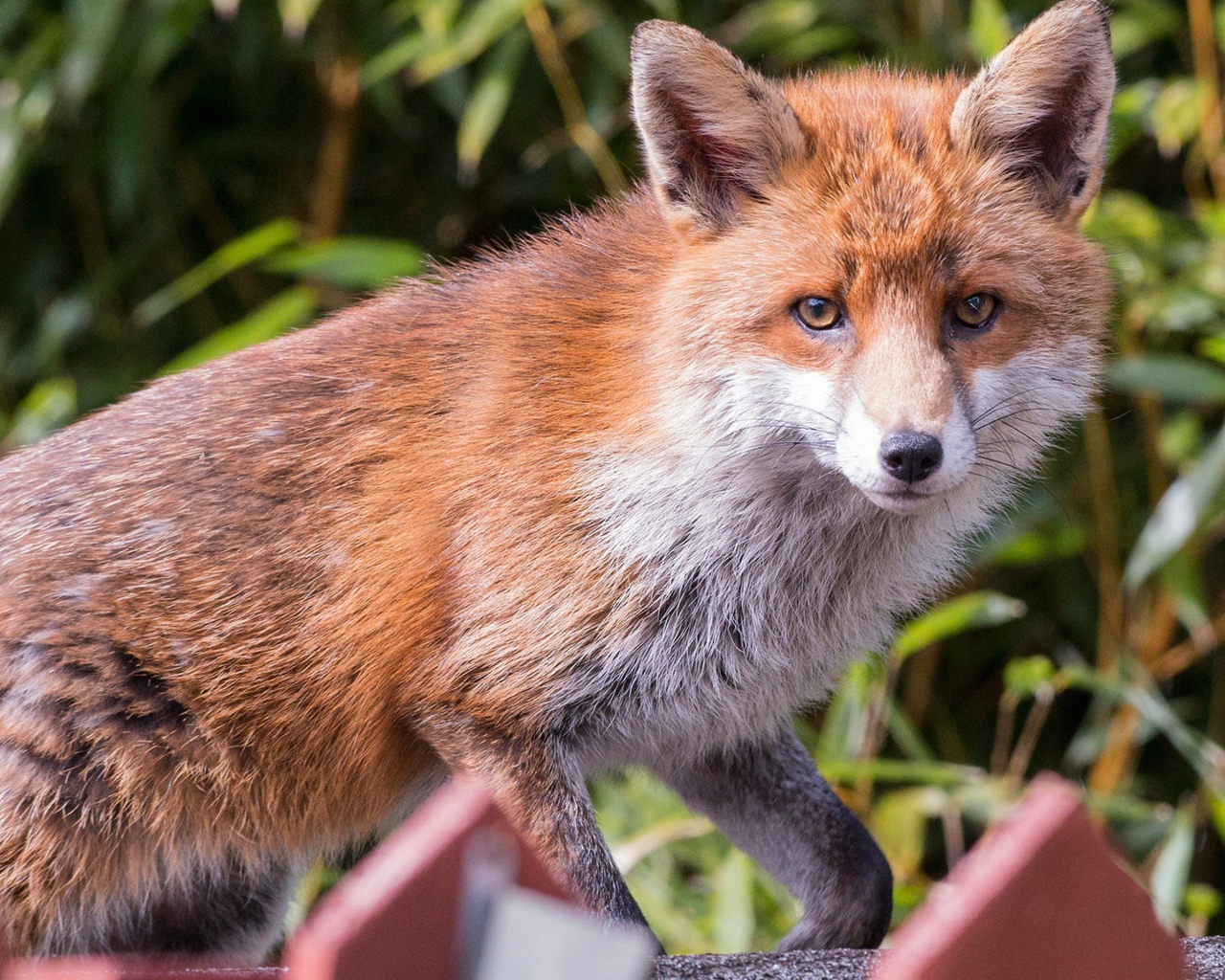 Хитрая хищная рыжая лиса крупным планом