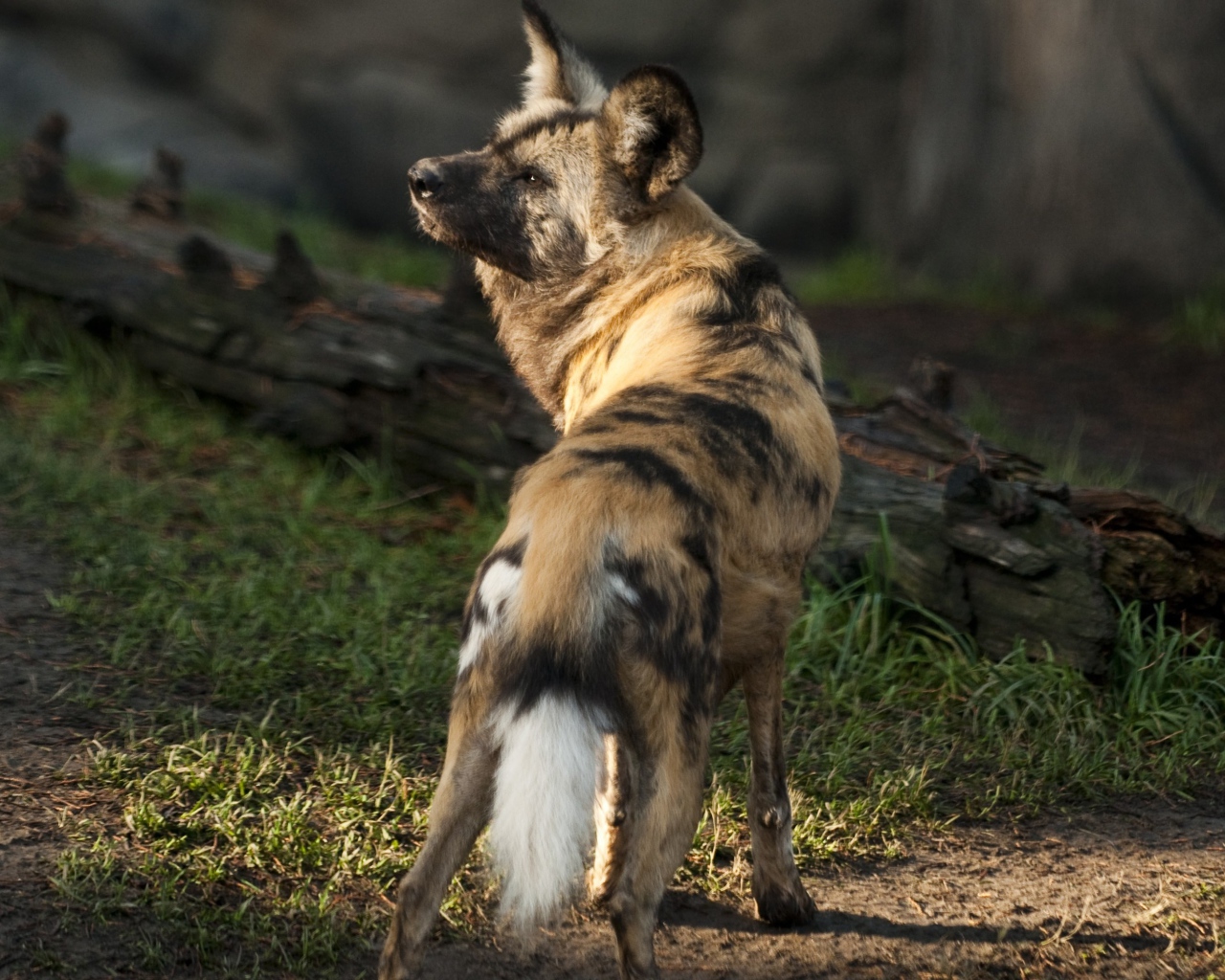 Гиена у сухого дерева 