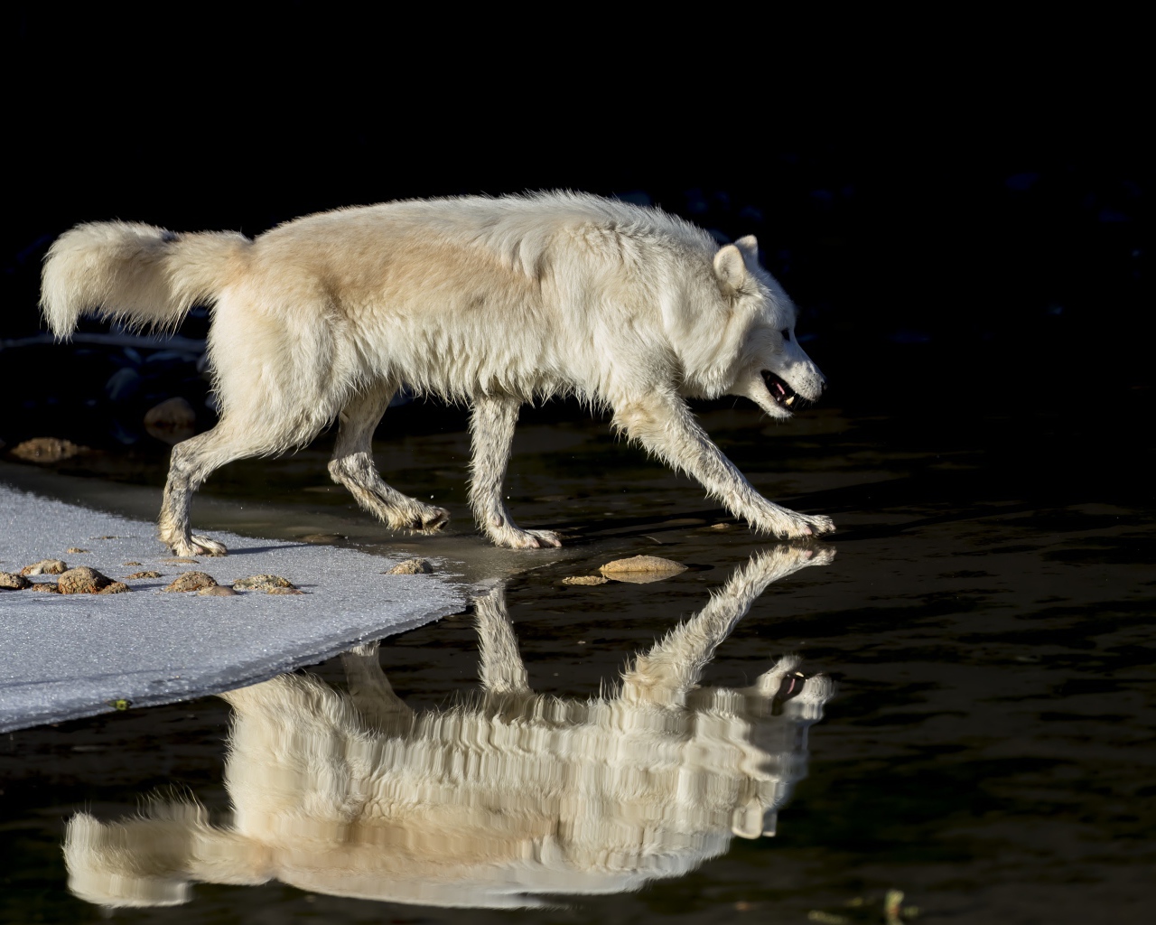Large white wolf is reflected in water
