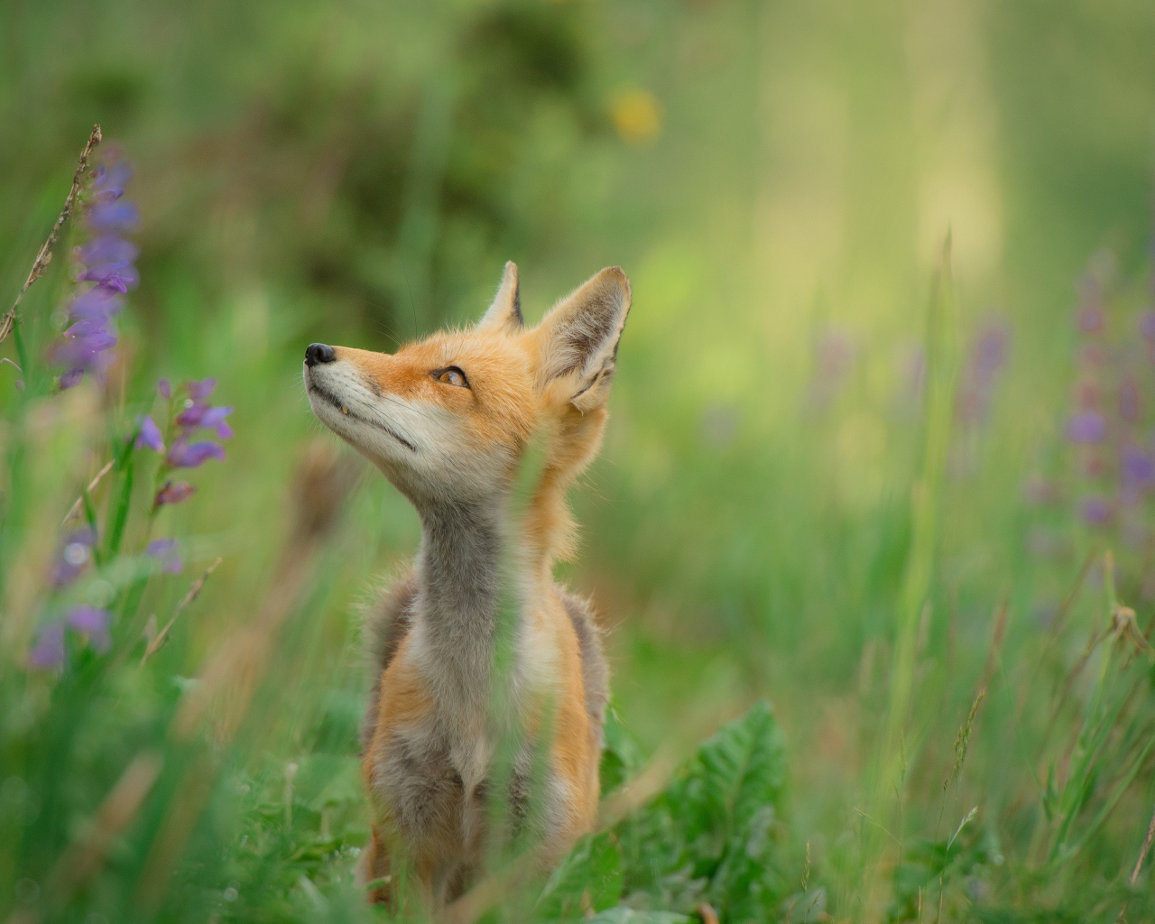 Маленький лисенок в зеленой траве